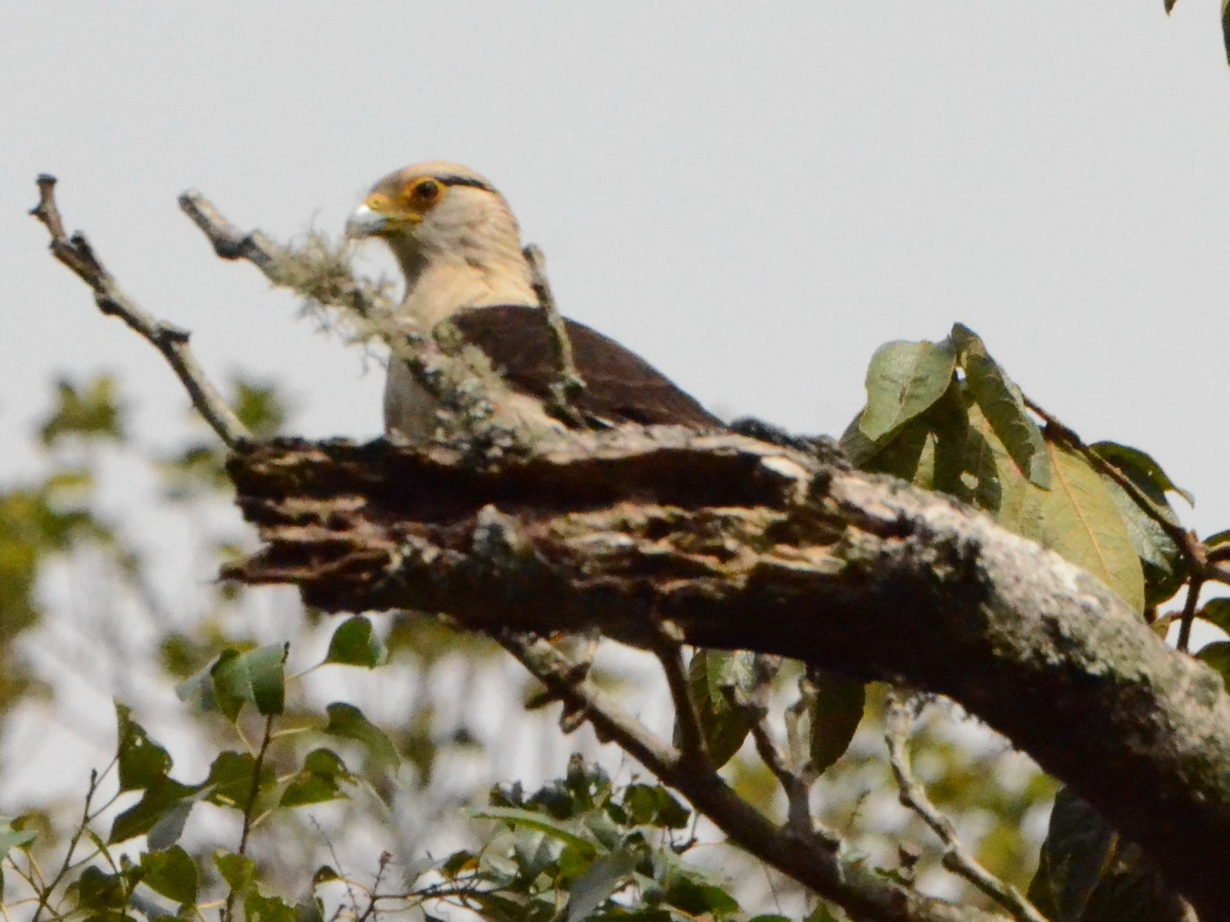 Click picture to see more Yellow-headed Caracaras.