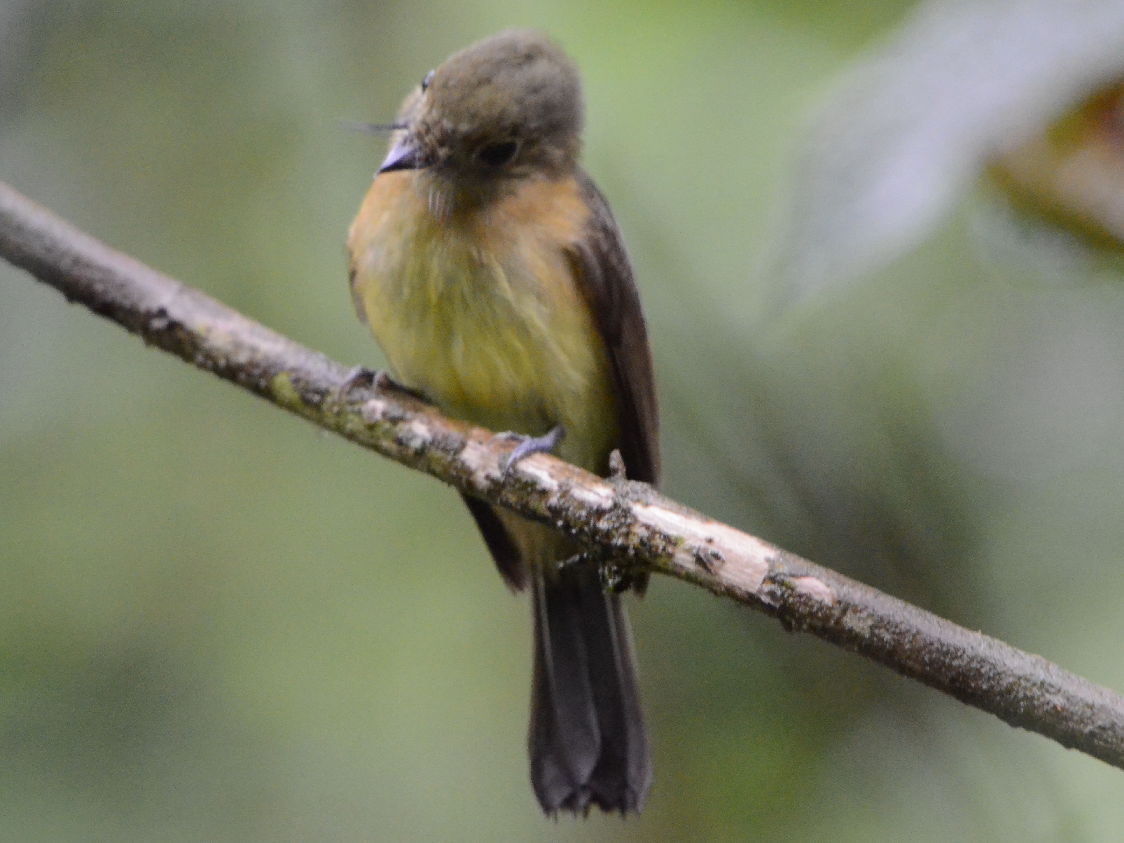 Click picture to see more Yellow-rumped (Whiskered) Flycatchers.