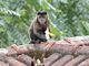 Brown (Black) Capuchin Monkey