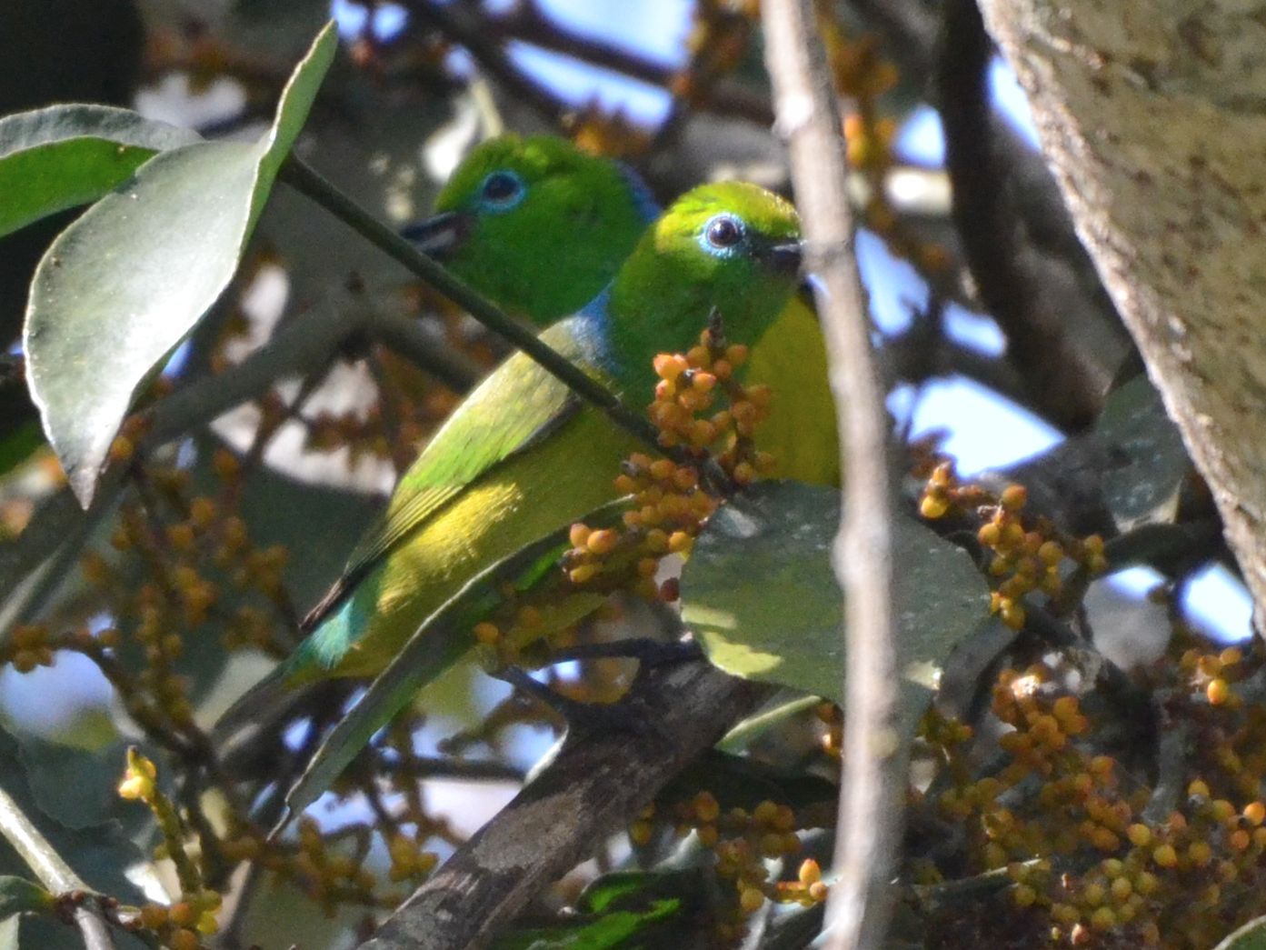 Click picture to see more Blue-naped Chlorophonias.