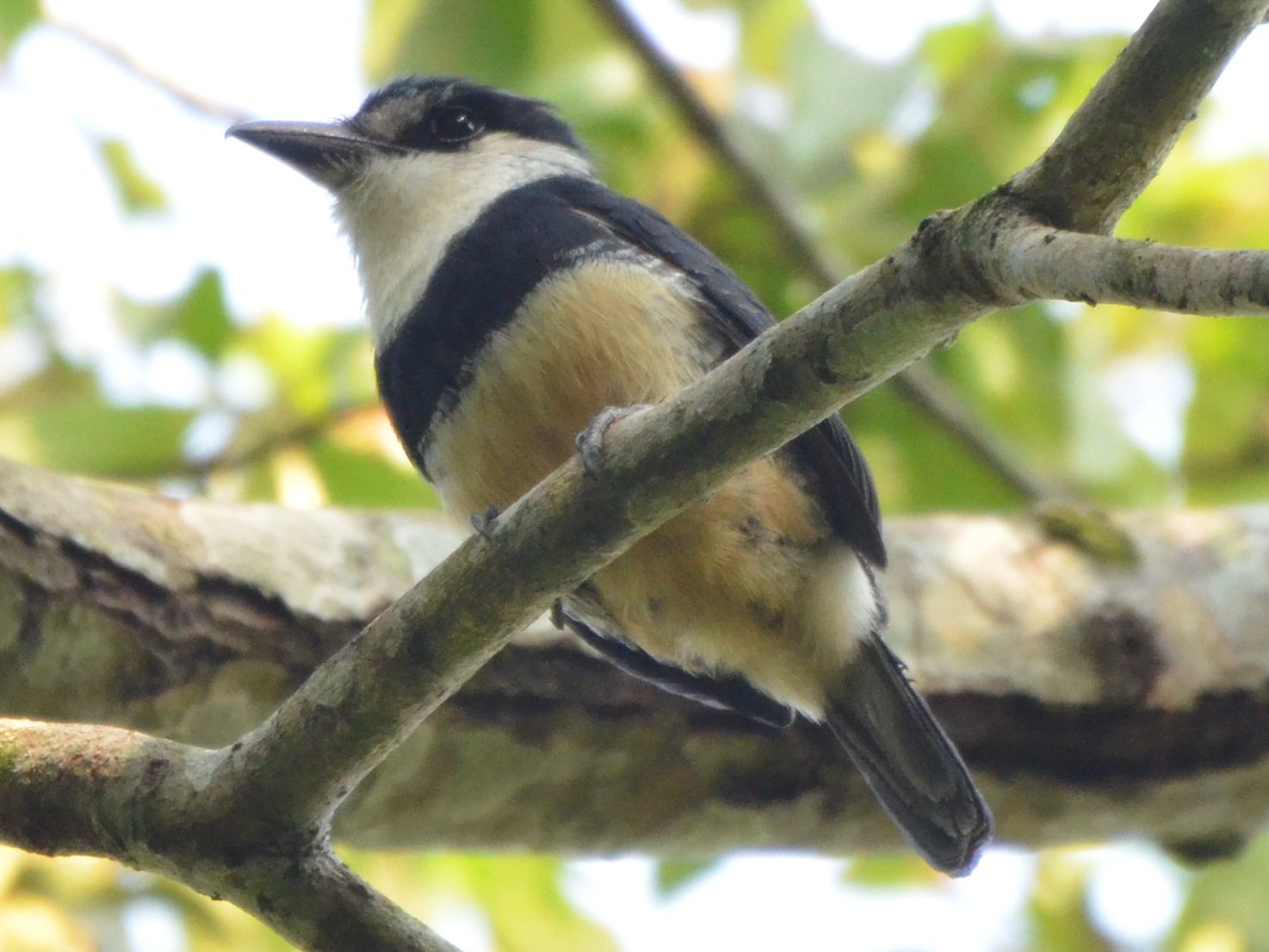 Click picture to see more  Buff-bellied Puffbird.