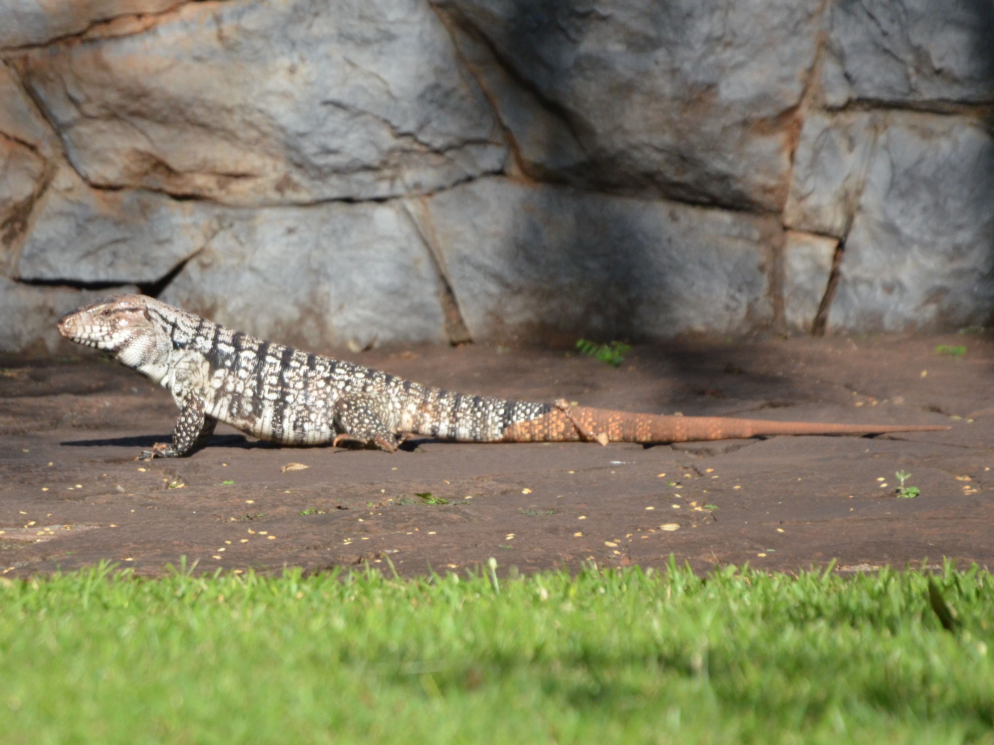 Click picture to see more Tegu Lizards.