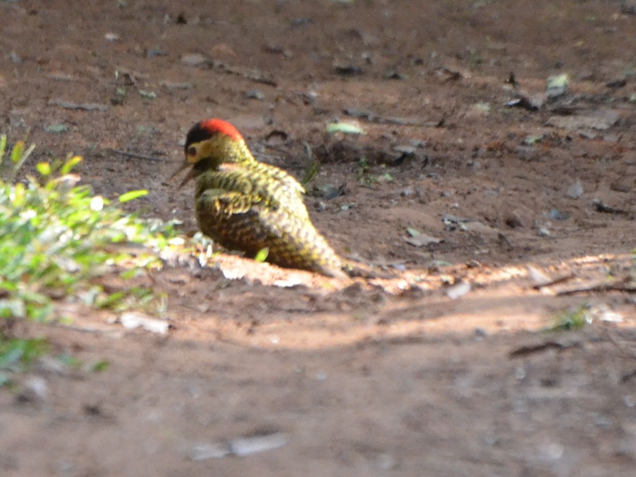 Click picture to see more Green-barred Woodpeckers.