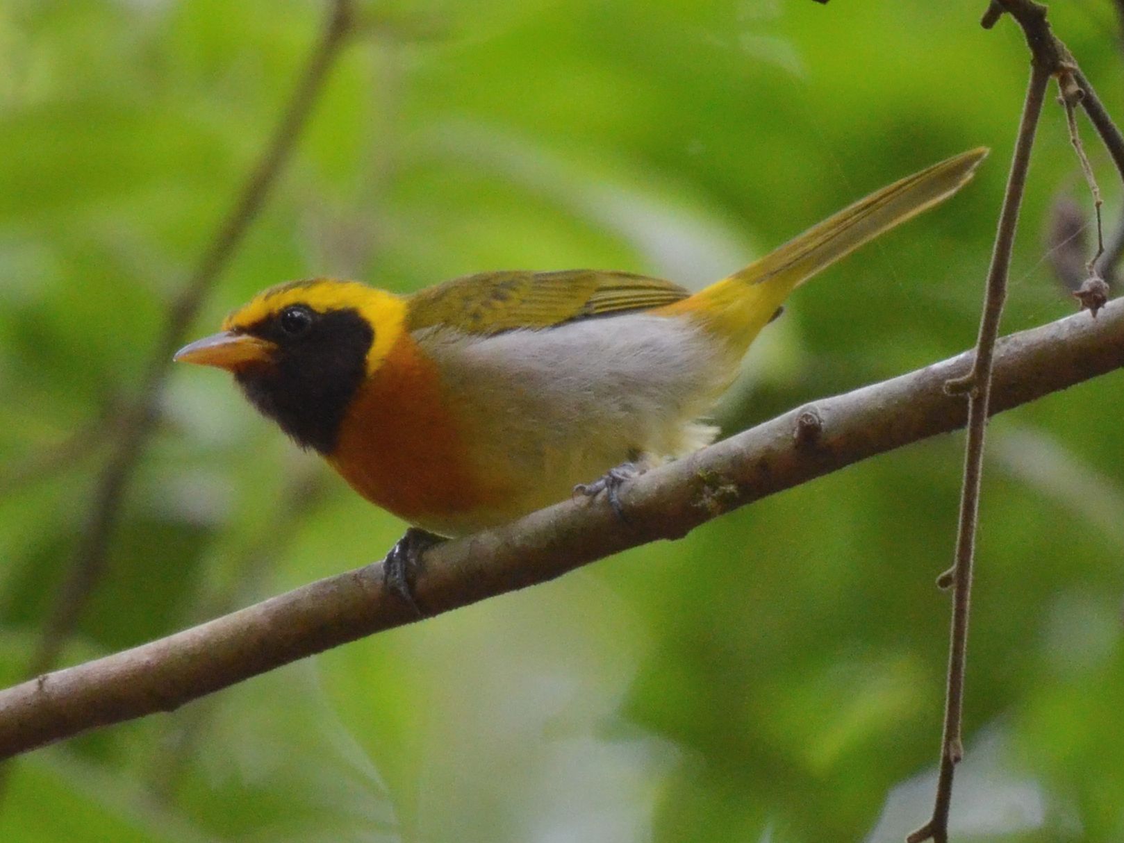 Click picture to see more Guira Tanagers.