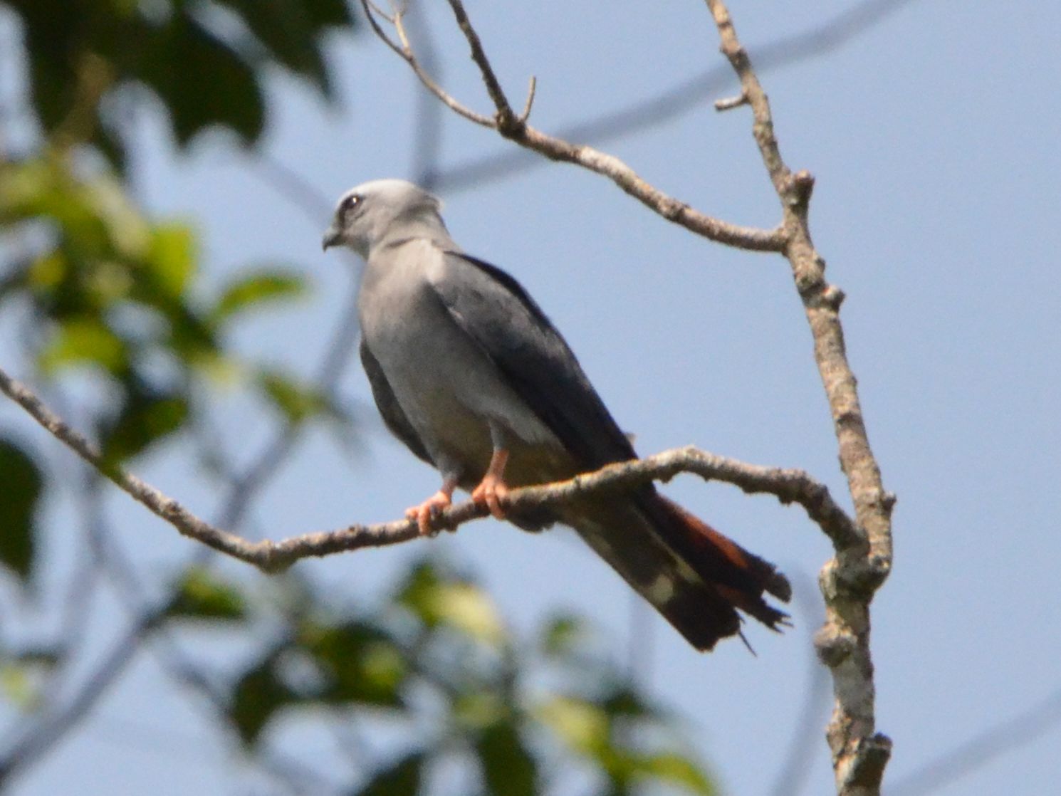 Click picture to see more Plumbeous Kites.