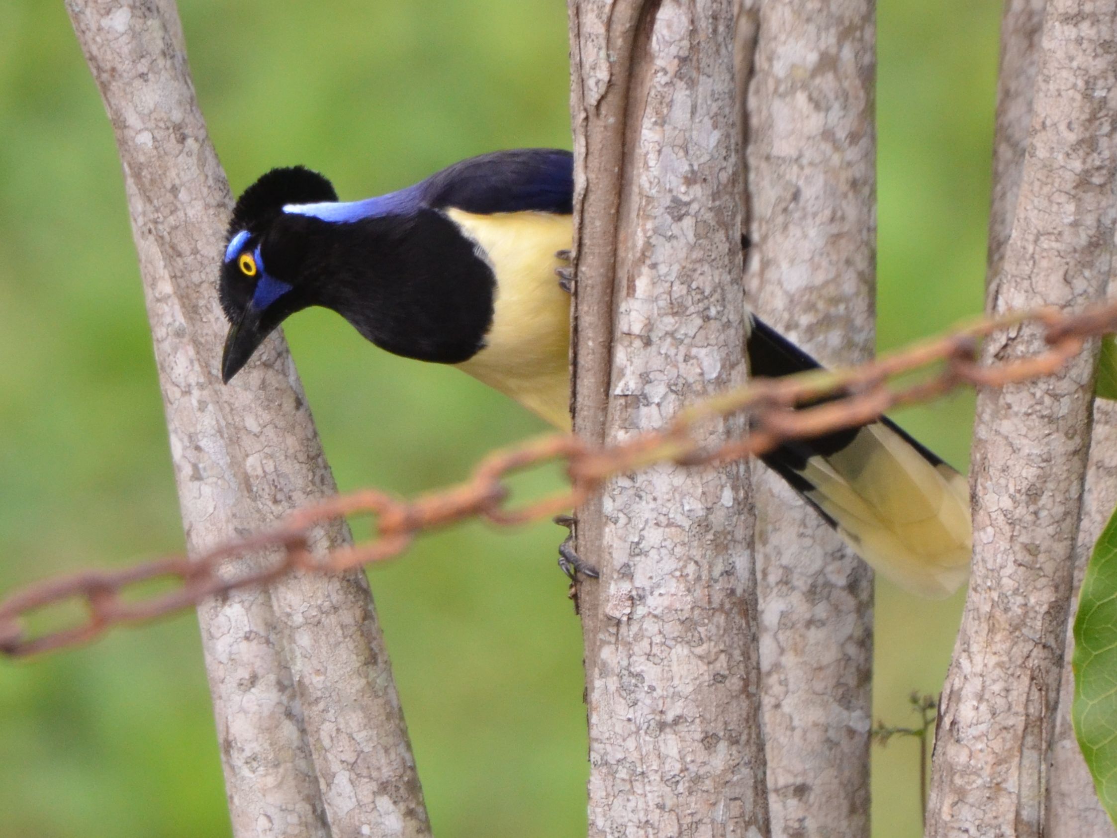Click picture to see more Plush-crested Jays.