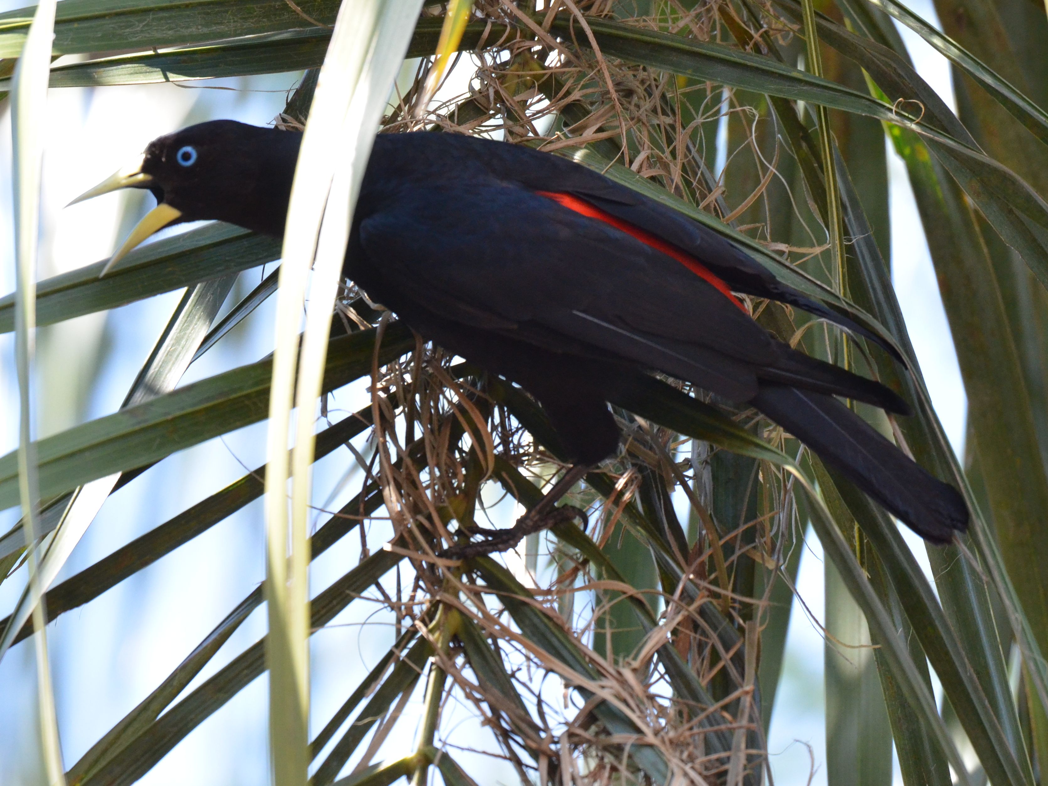 Click picture to see more Red-rumped Caciques.