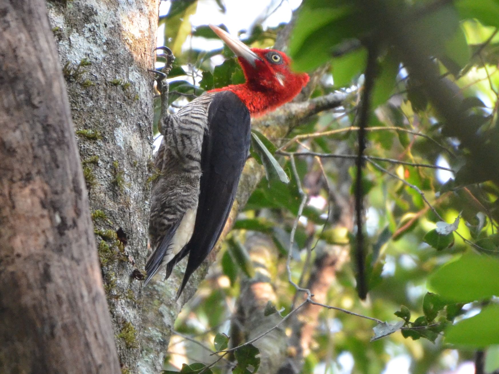 Click picture to see more Robust Woodpeckers.