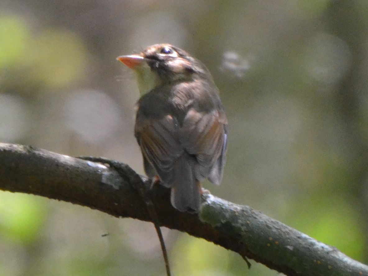 Click picture to see more Russet-winged Spadebills.