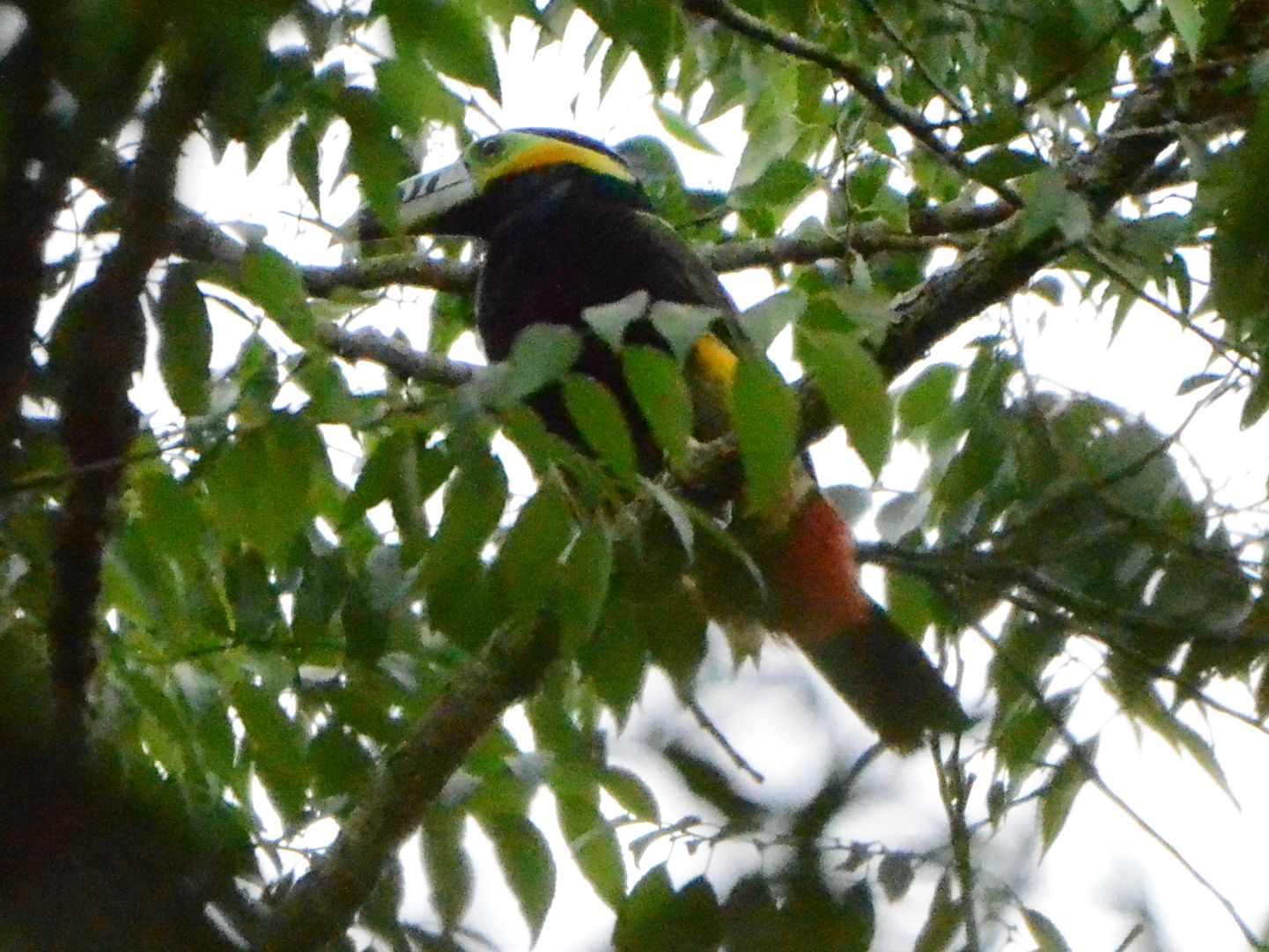 Click picture to see more Spot-billed Toucanets.