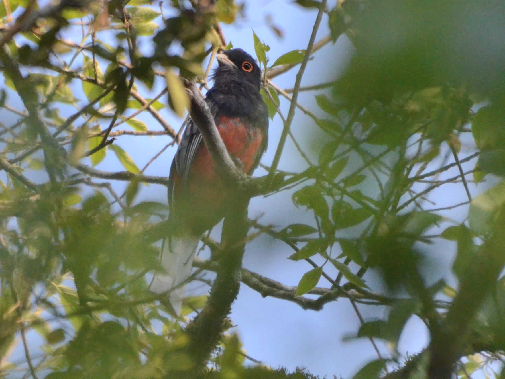 Click picture to see more Surucua Trogon - Red Bellies.
