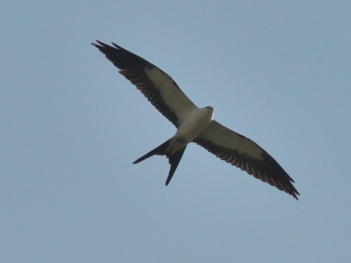 Click picture to see more Swallow-tailed Kites.