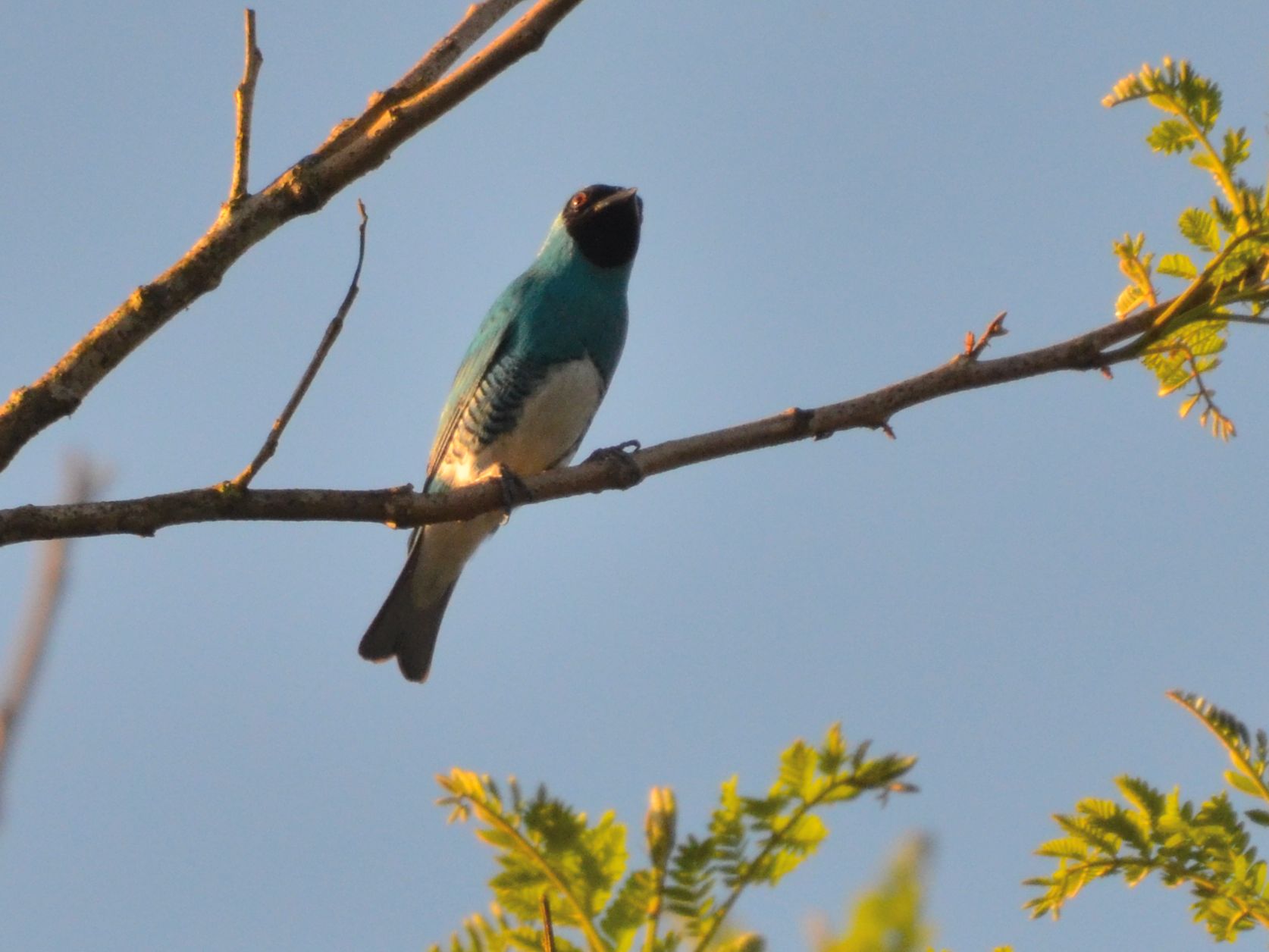 Click picture to see more Swallow Tanagers.