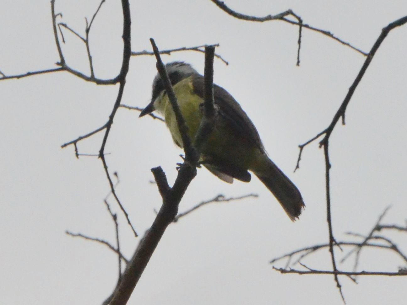 Click picture to see more Three-striped Flycatchers.