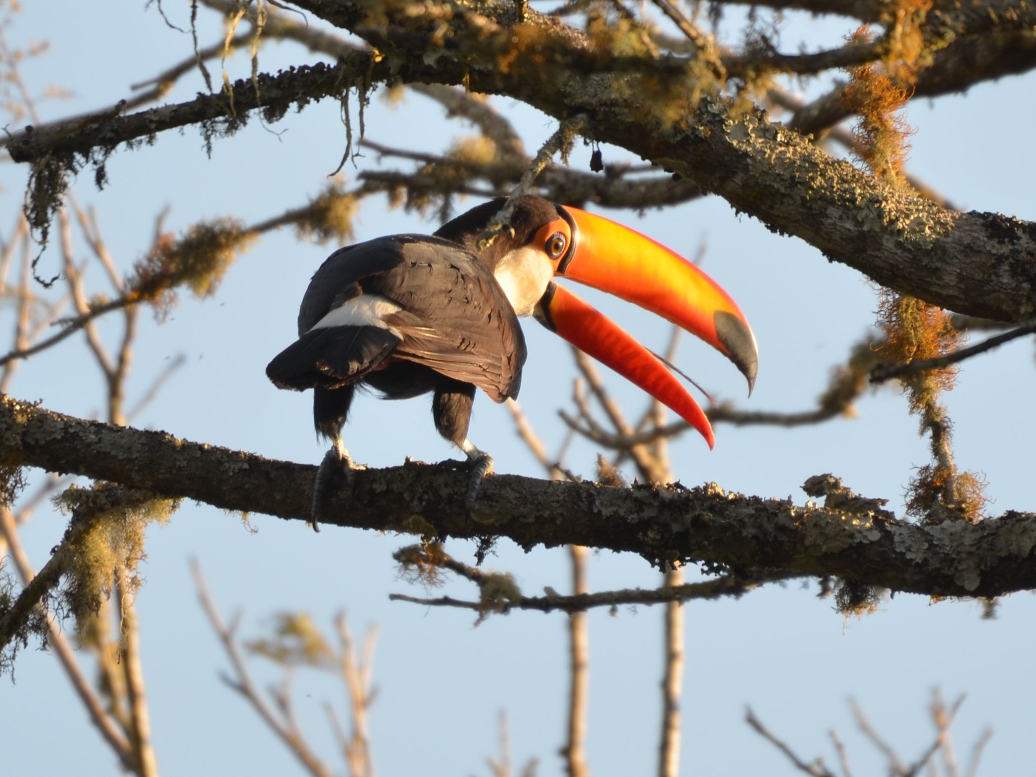 Click picture to see more Toco Toucans.