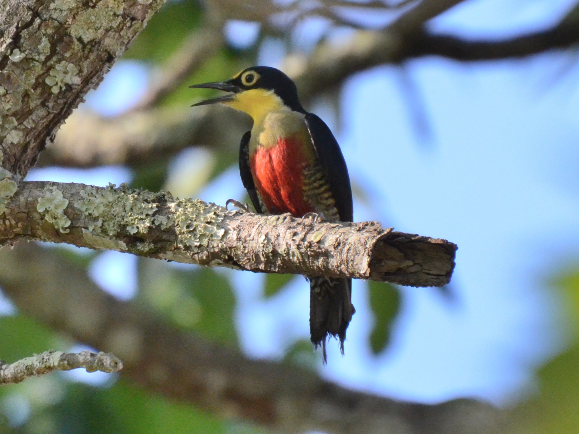 Click picture to see more Yellow-fronted Woodpeckers.