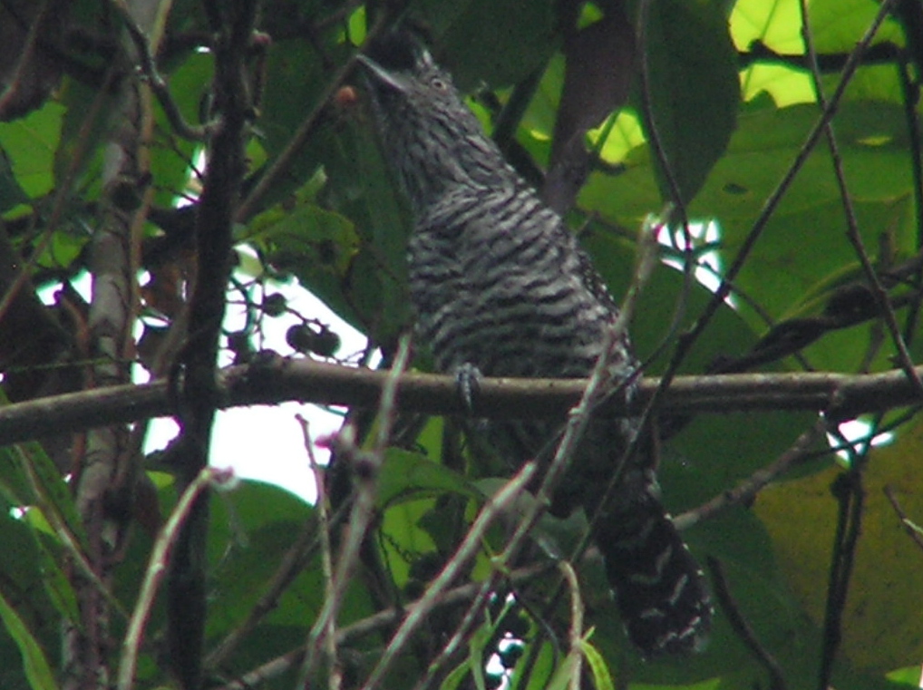 Click picture to see more Barred Antshrike photos.