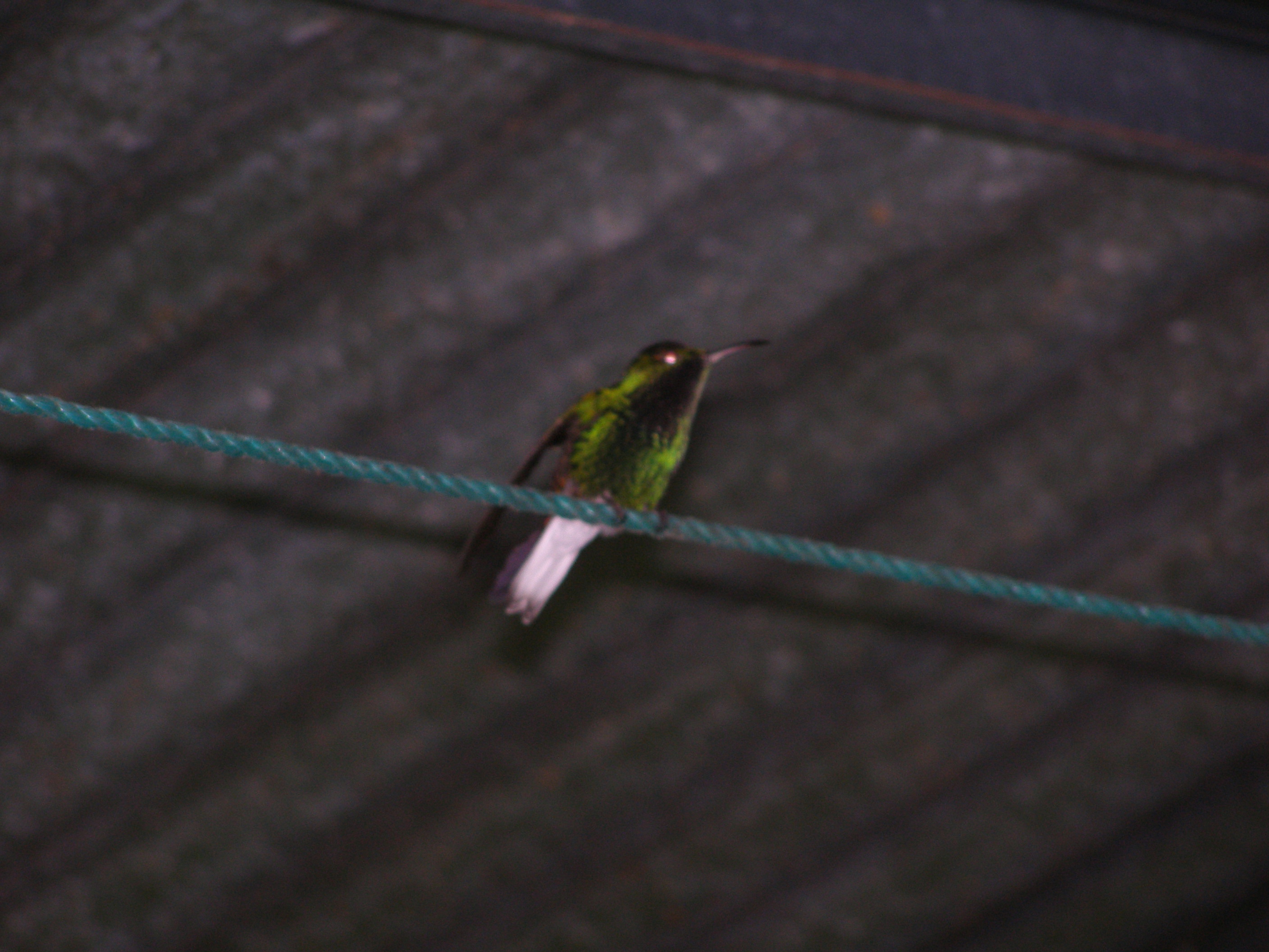 Click picture to see more Black-bellied Hummingbird photos.