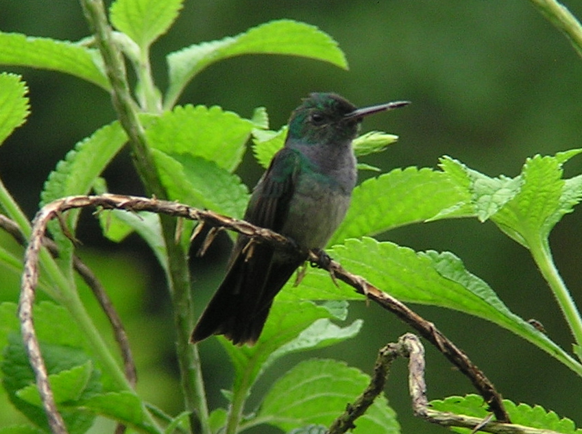 Click picture to see more Blue-chested Hummingbird photos.