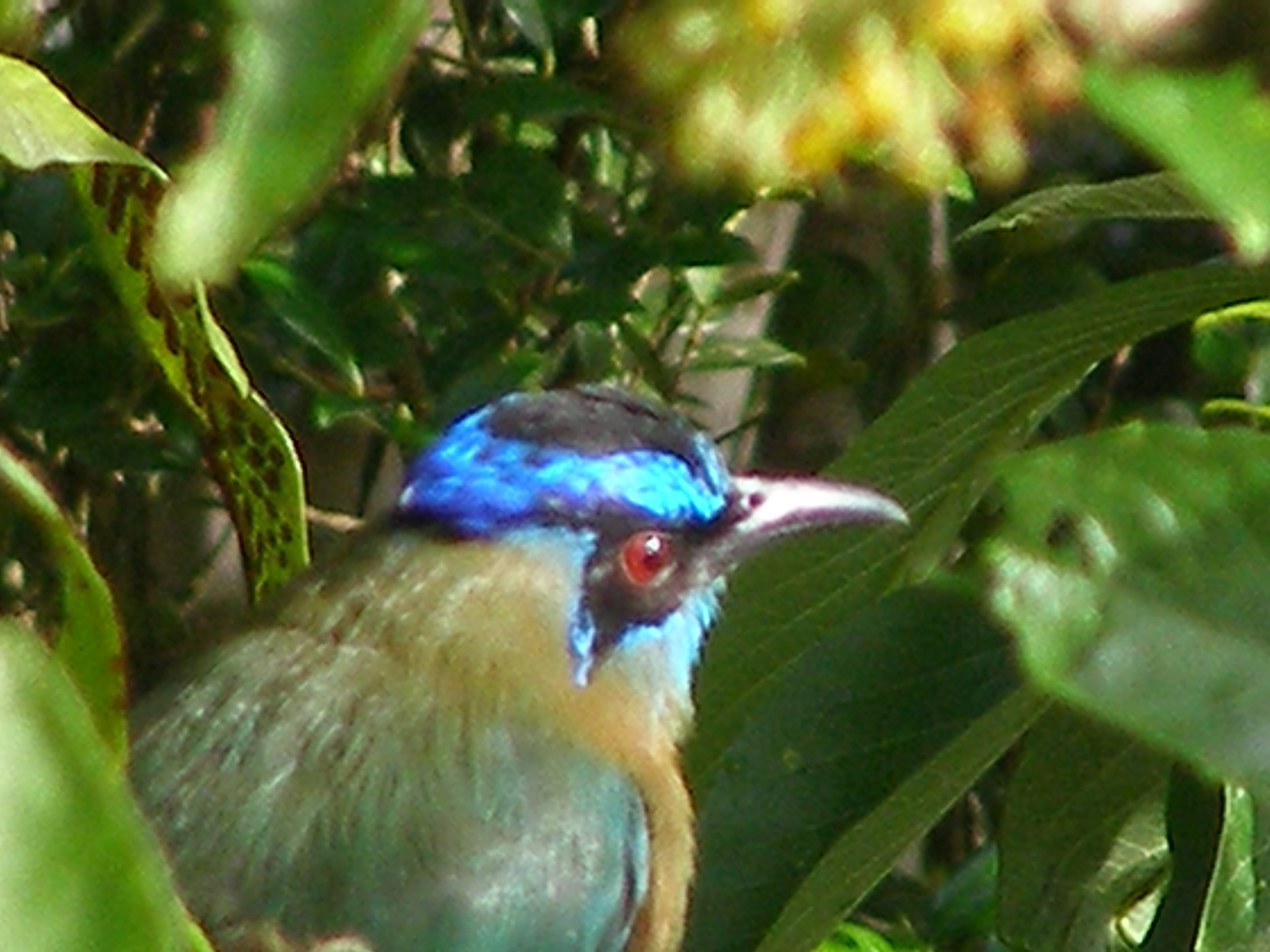 Click picture to see more Blue-crowned Motmot photos.
