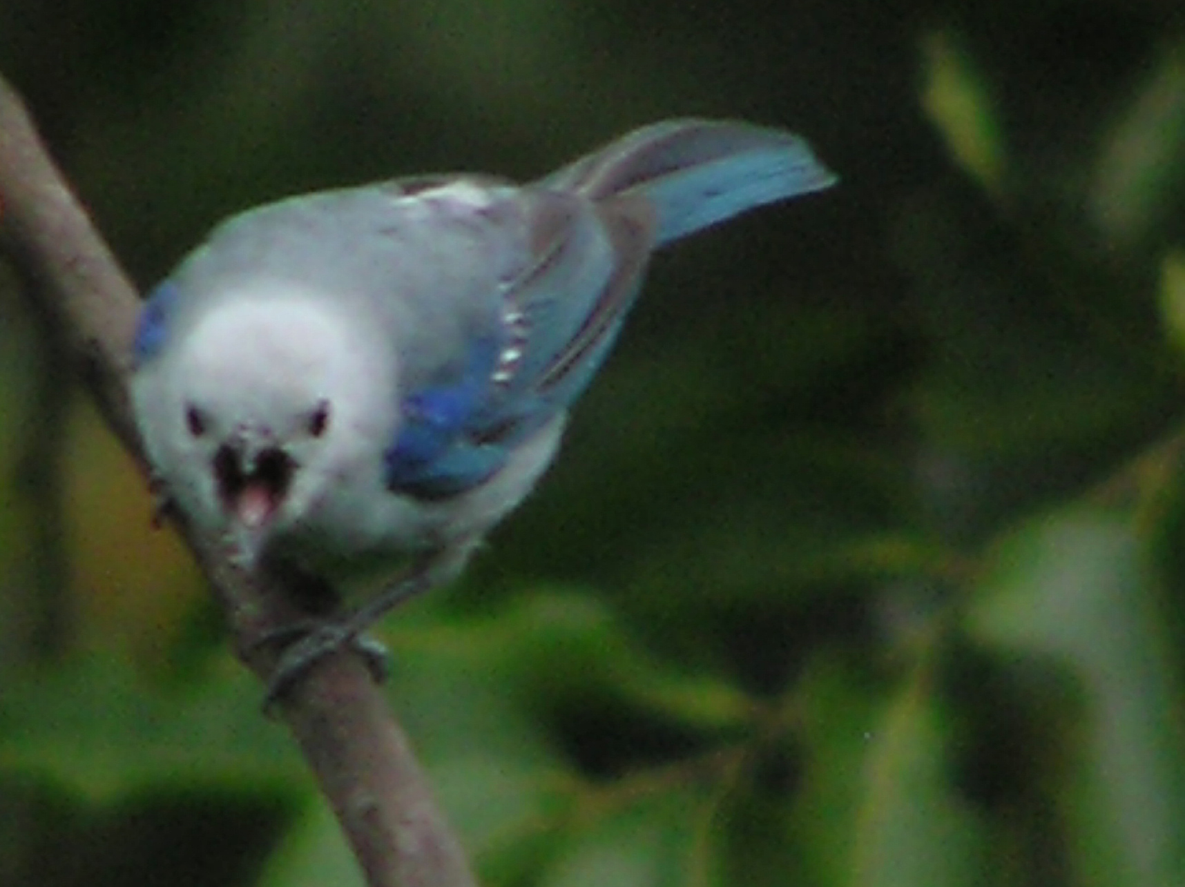 Click picture to see more Blue-gray Tanager photos.