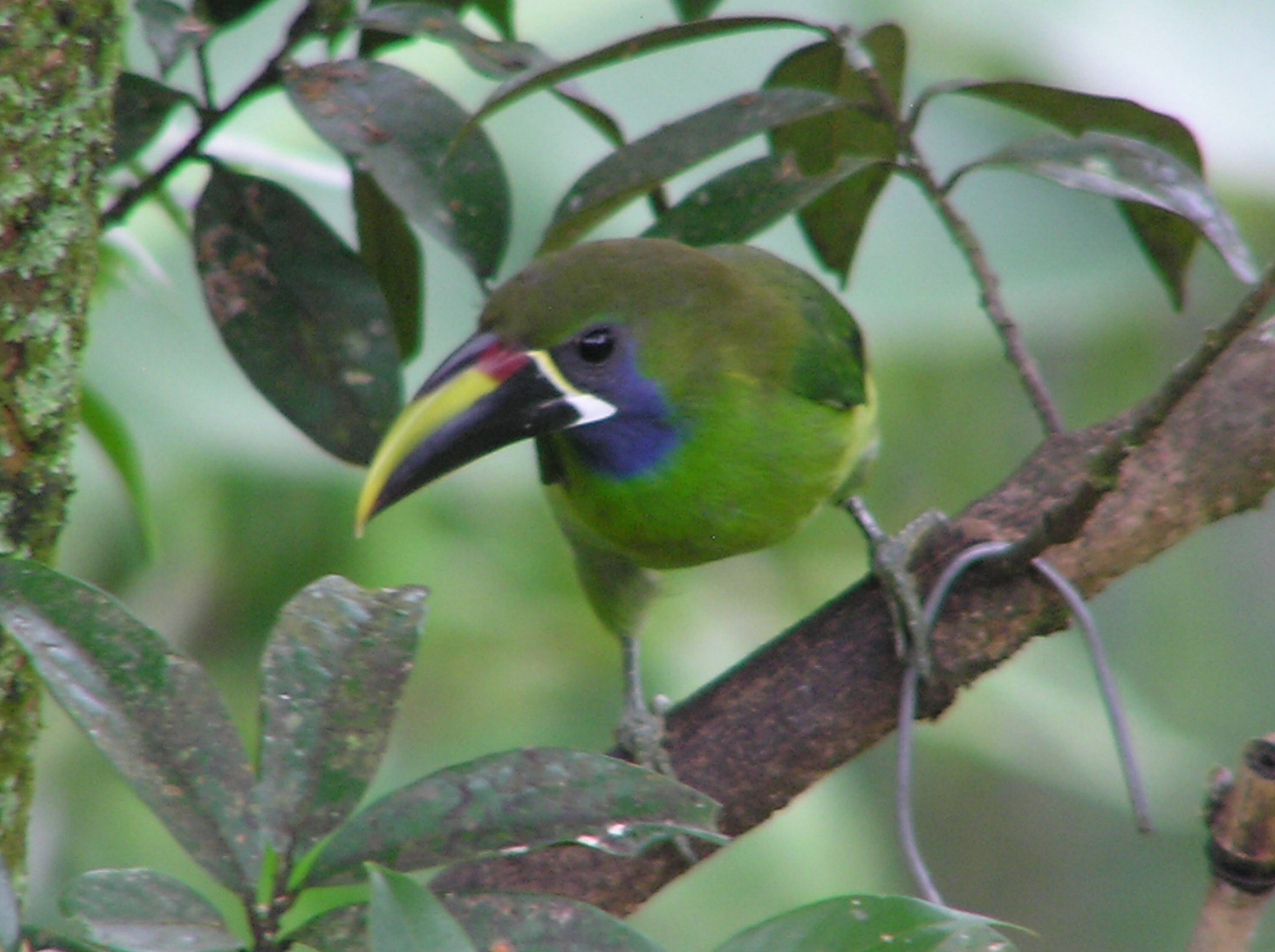 Click picture to see more Blue-throated Toucanet photos.