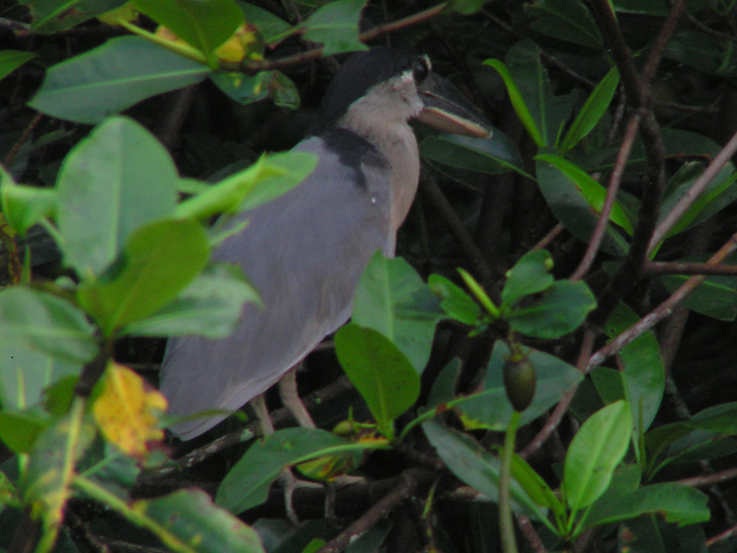 Click picture to see more Boat-billed Heron photos.
