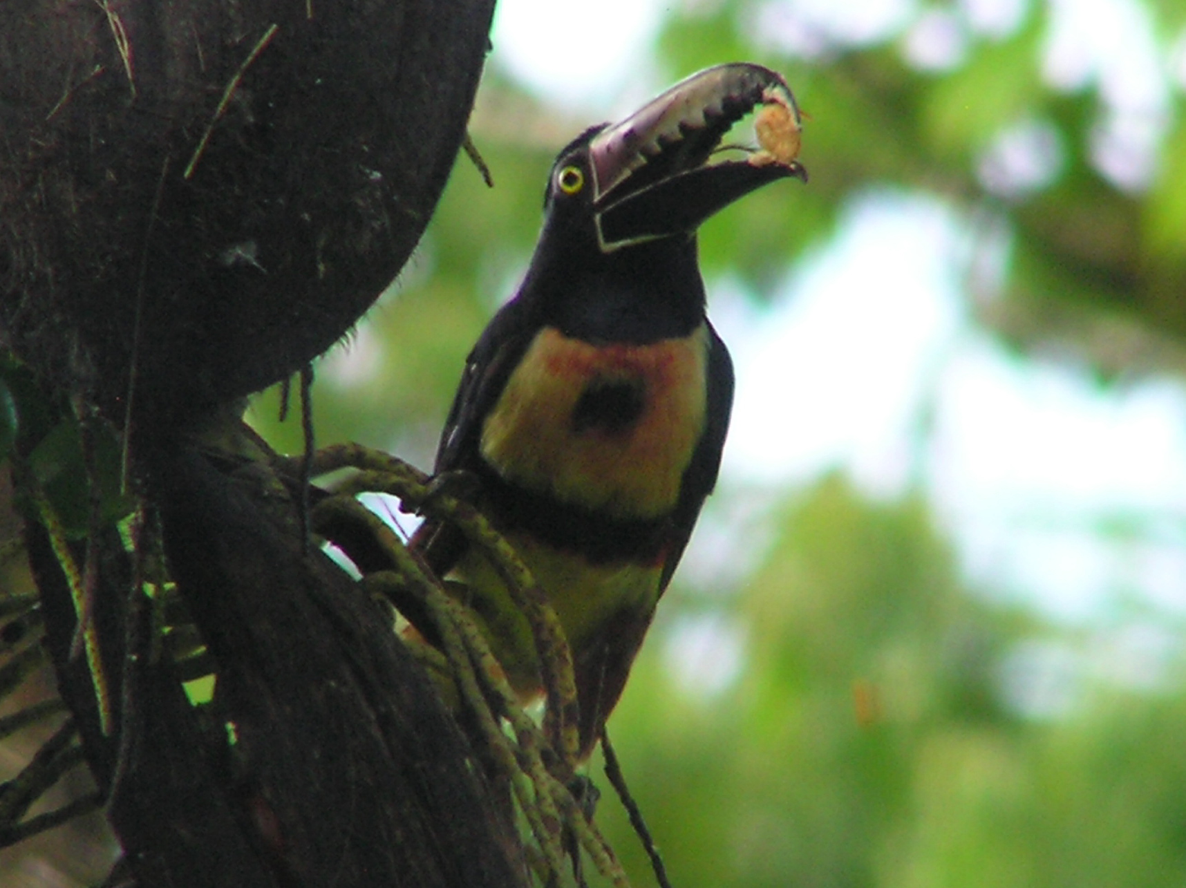 Click picture to see more Collared Aracari photos.