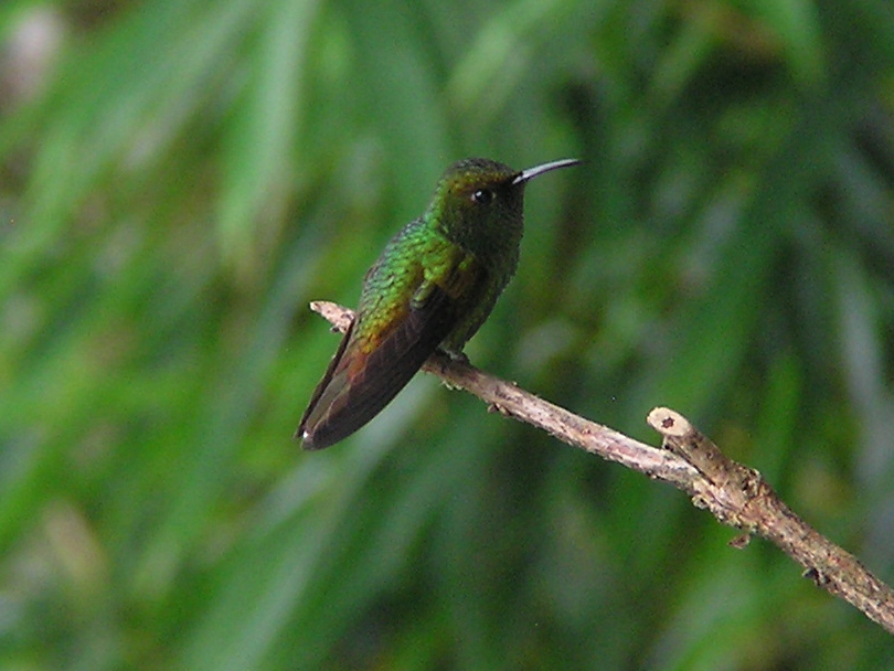 Click picture to see more Coppery-headed Emerald photos.