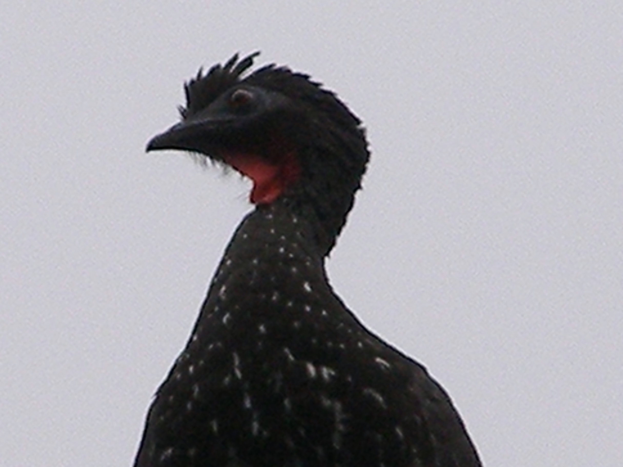 Click picture to see more Crested Guan photos.