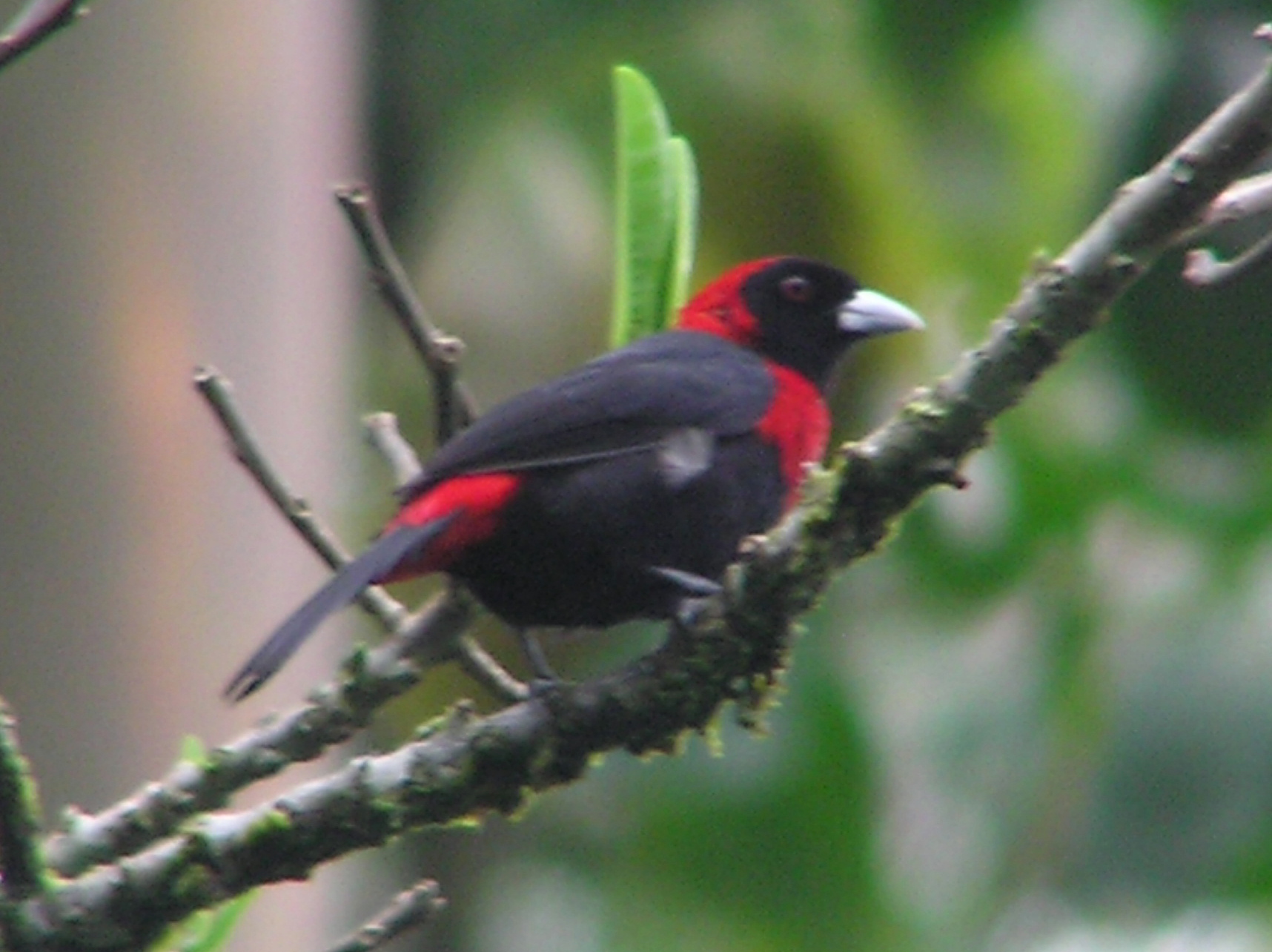 Click picture to see more Crimson-collared Tanager photos.