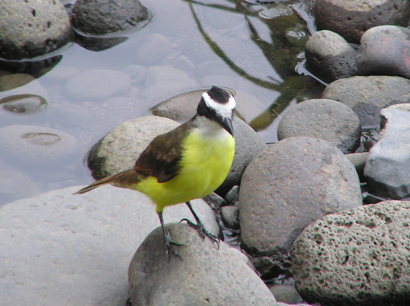 Click picture to see more Great Kiskadee photos.