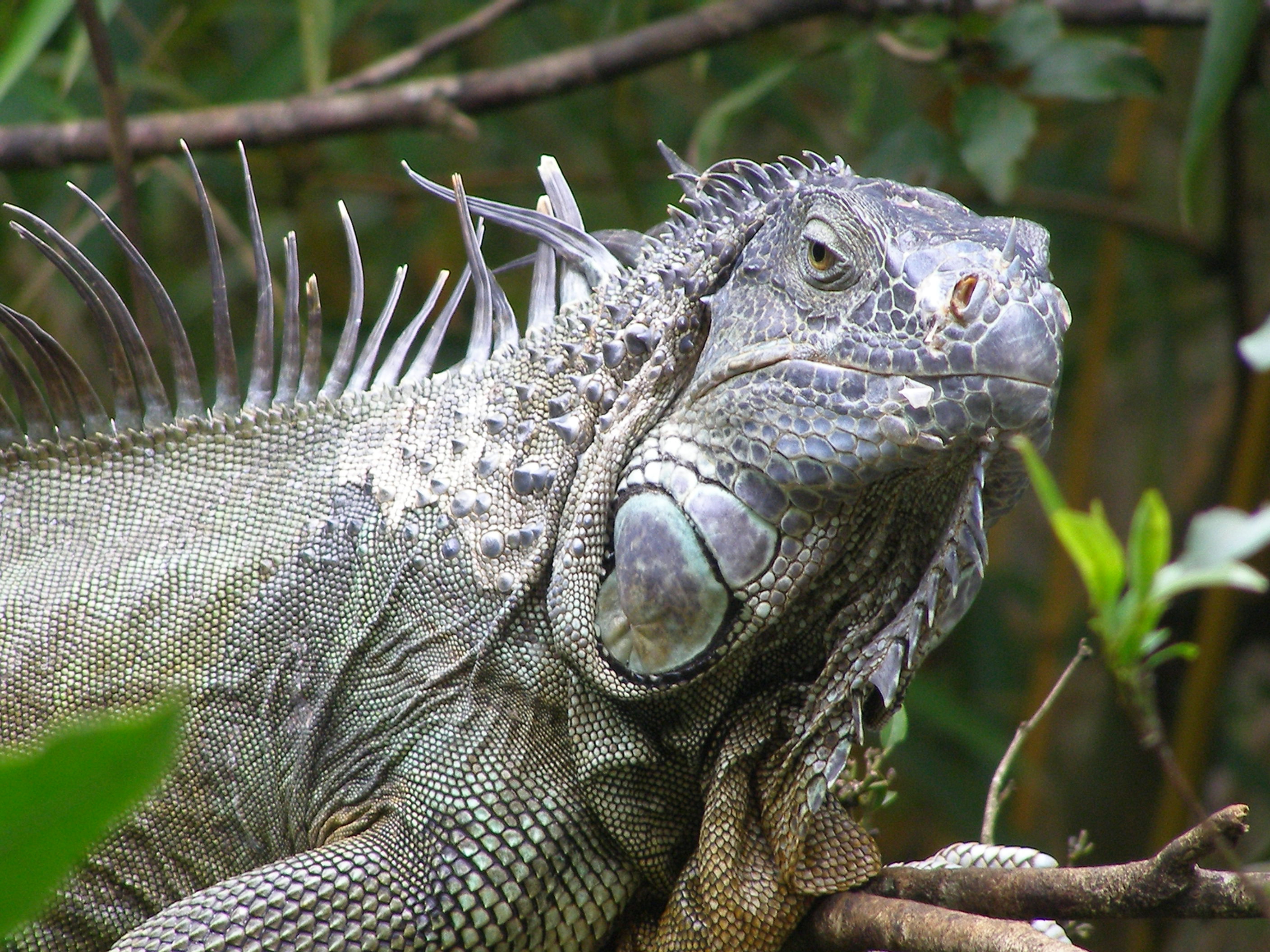 Click picture to see more Green Iguana photos.