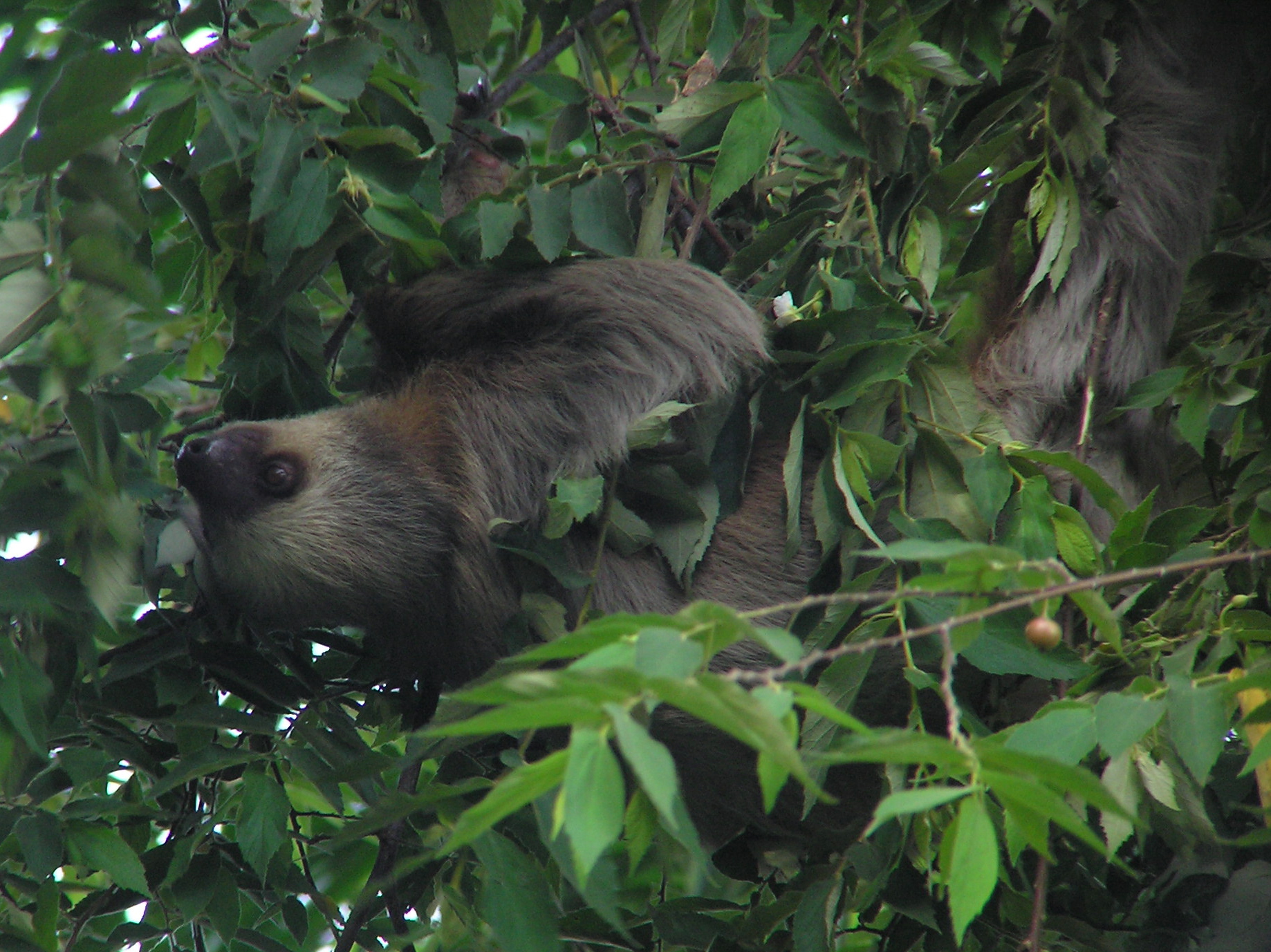 Click picture to see more Hoffman's Two-toed Sloth photos.