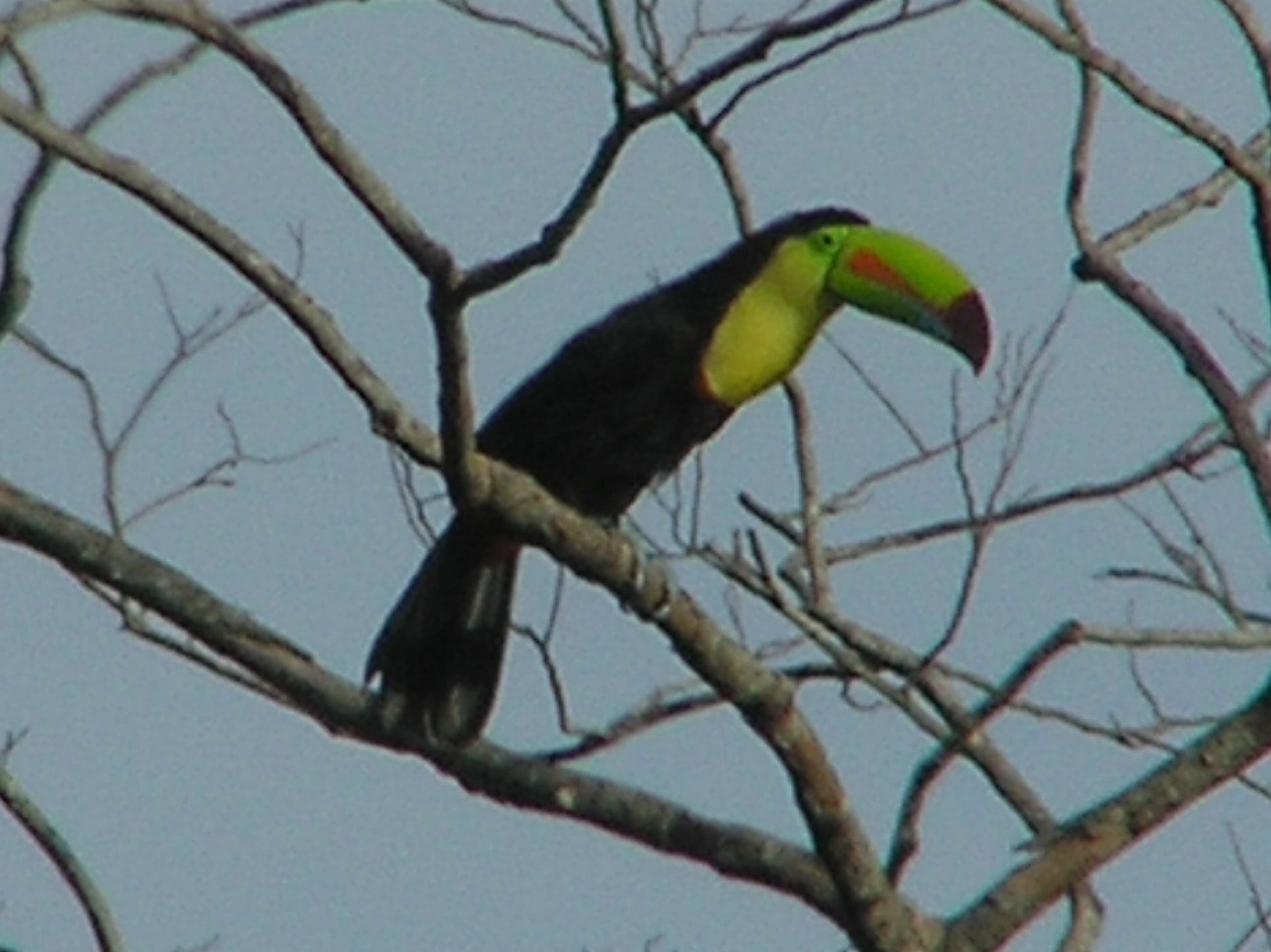 Click picture to see more Keel-billed Toucan photos.