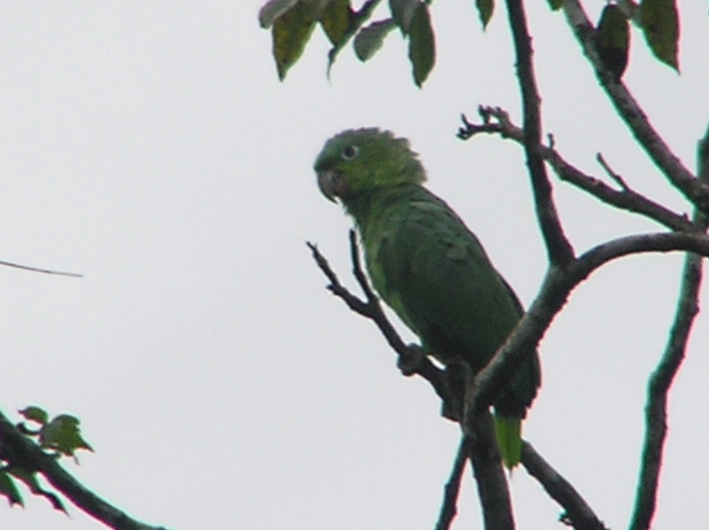 Click picture to see more Mealy Parrot photos.