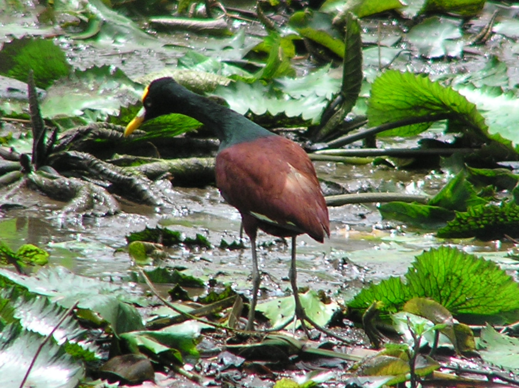 Click picture to see more Northern Jacana photos.