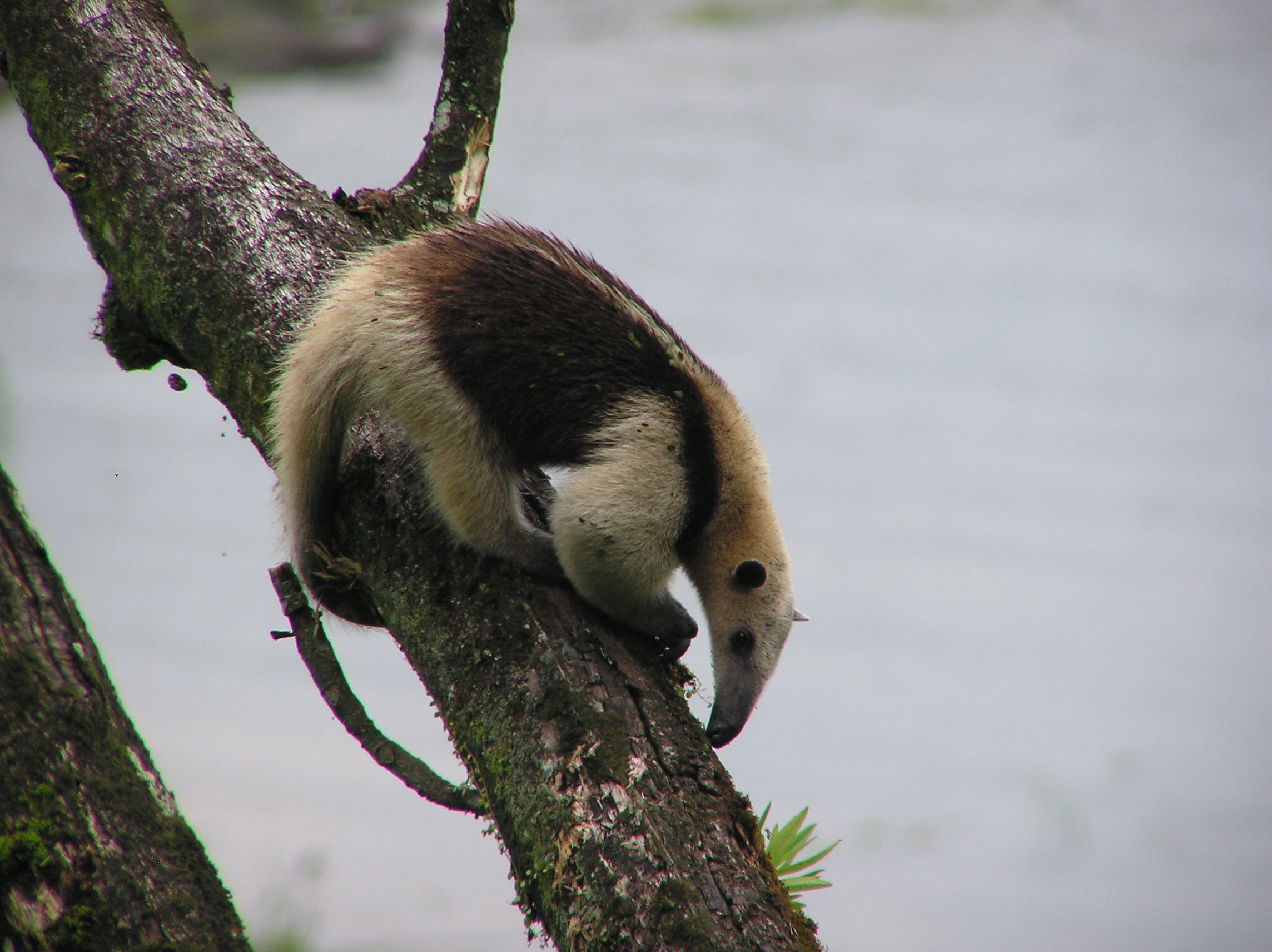 Click picture to see more Northern Tamandua photos.