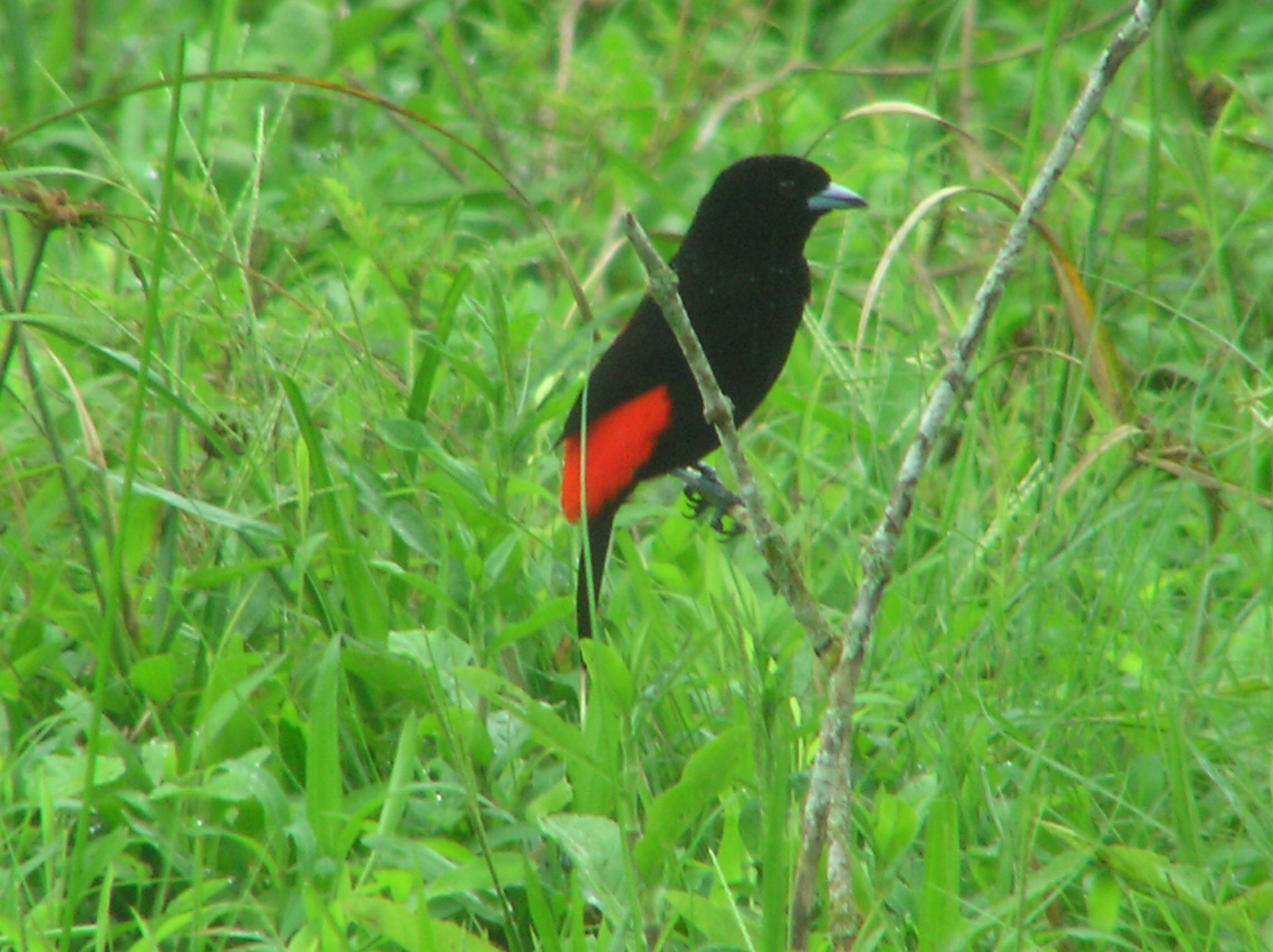 Click picture to see more Passerini's Tanager photos.