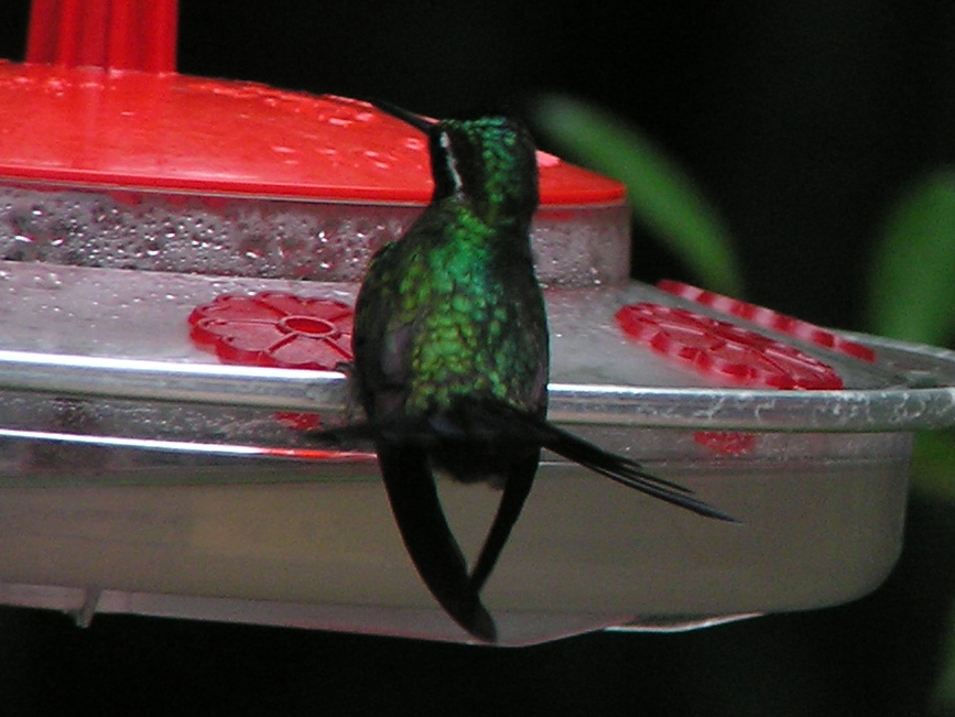 Click picture to see more Purple-throated Mountain-gem photos.