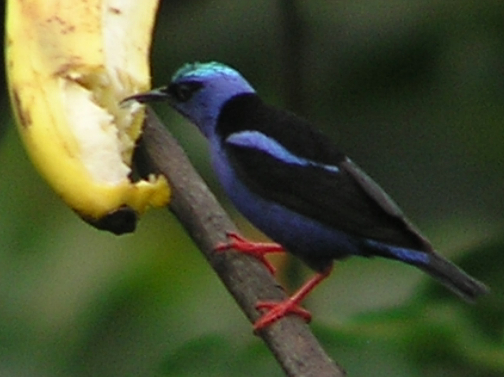 Click picture to see more Red-legged Honeycreeper photos.