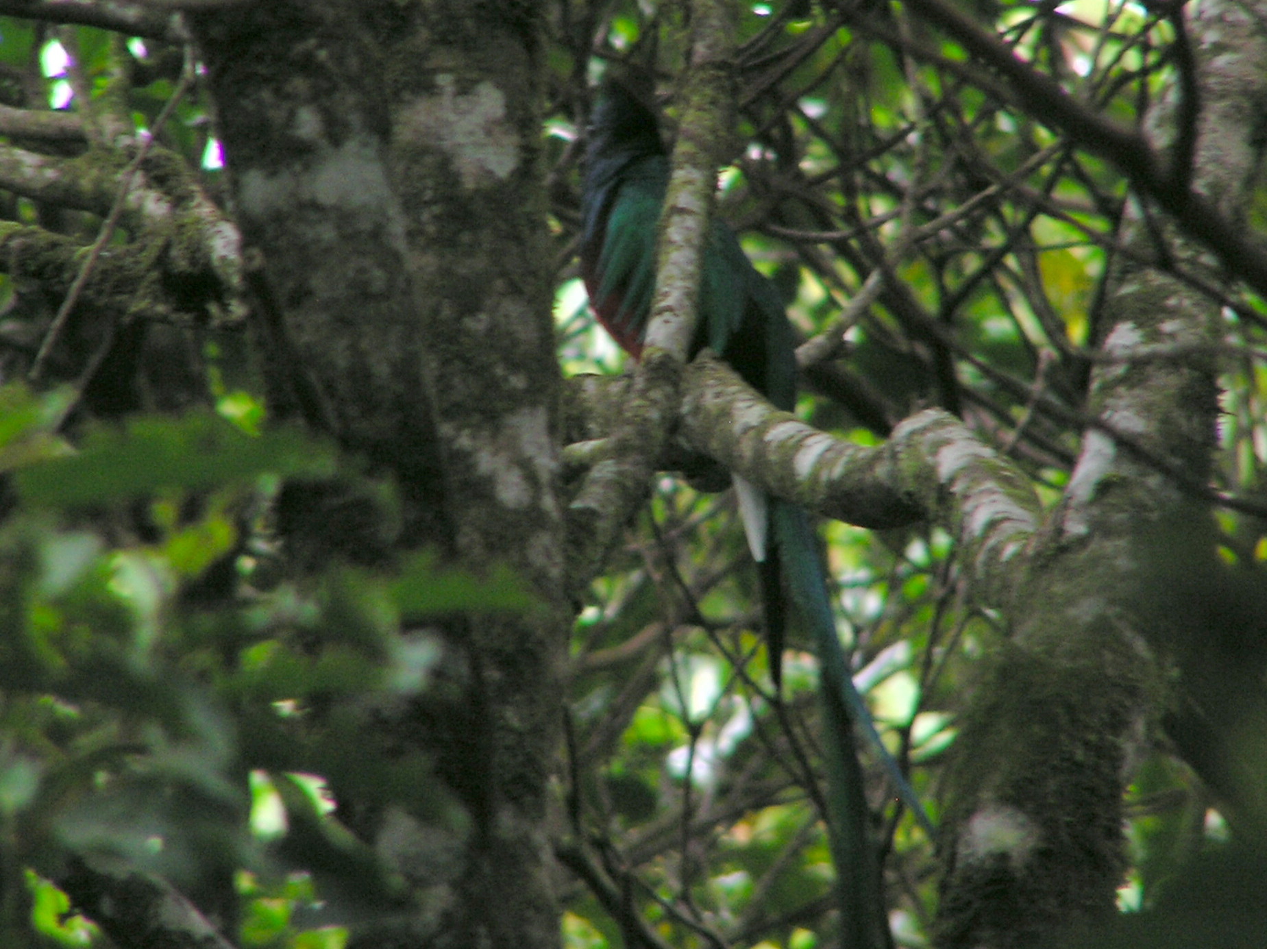 Click picture to see more Resplendent Quetzal photos.