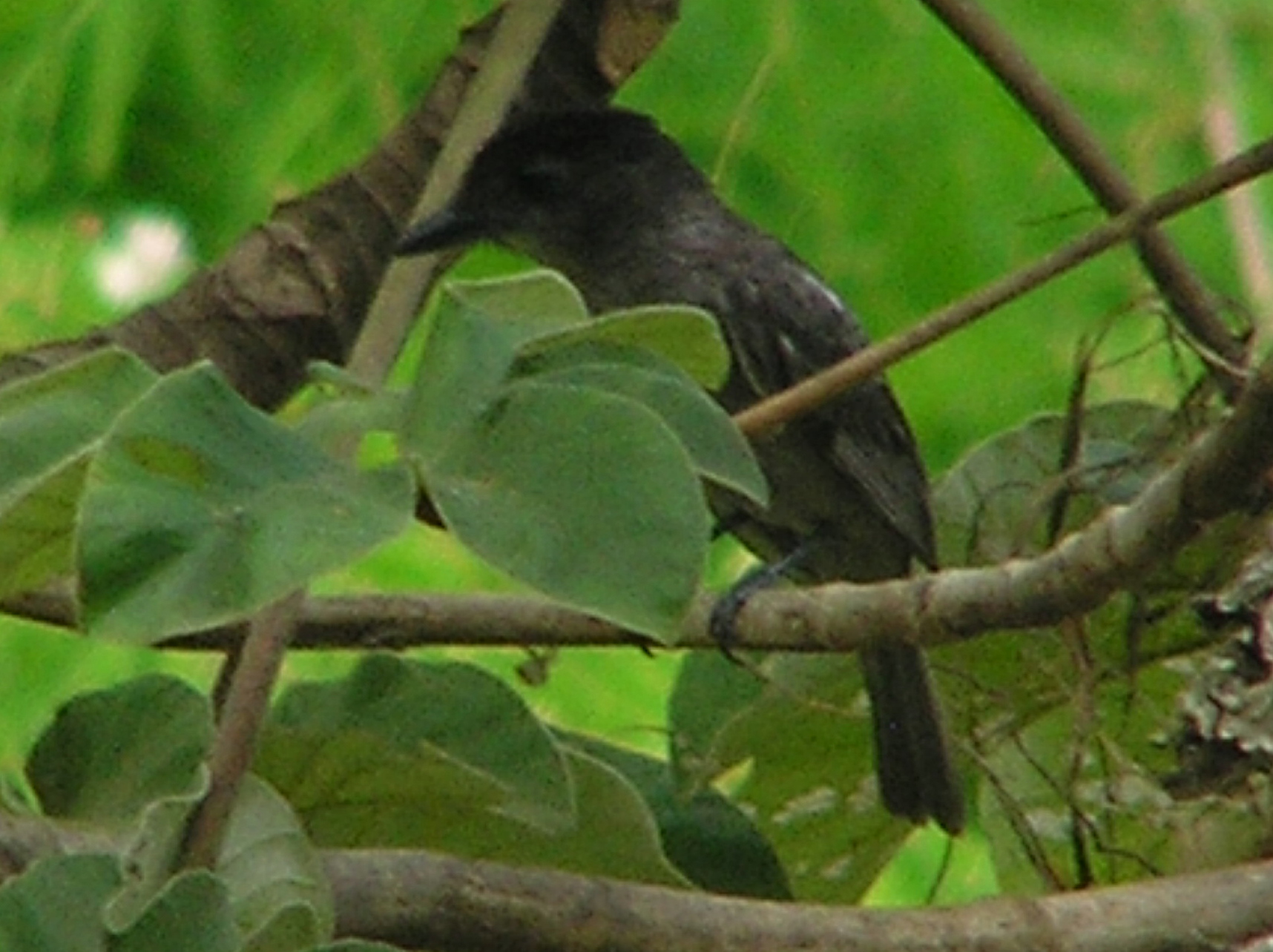 Click picture to see more Rose-throated Becard photos.
