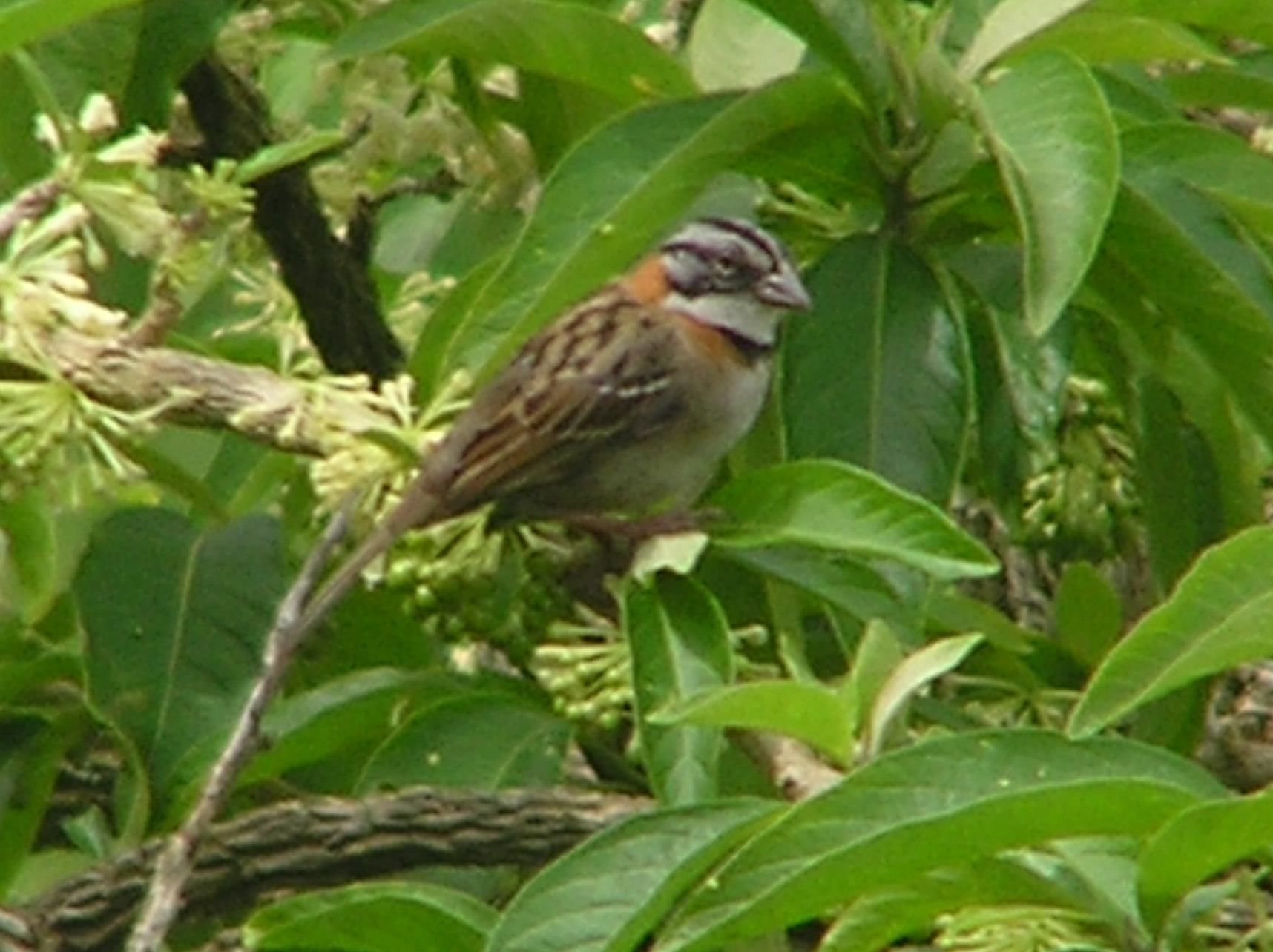 Click picture to see more Rufous-collared Sparrow photos.