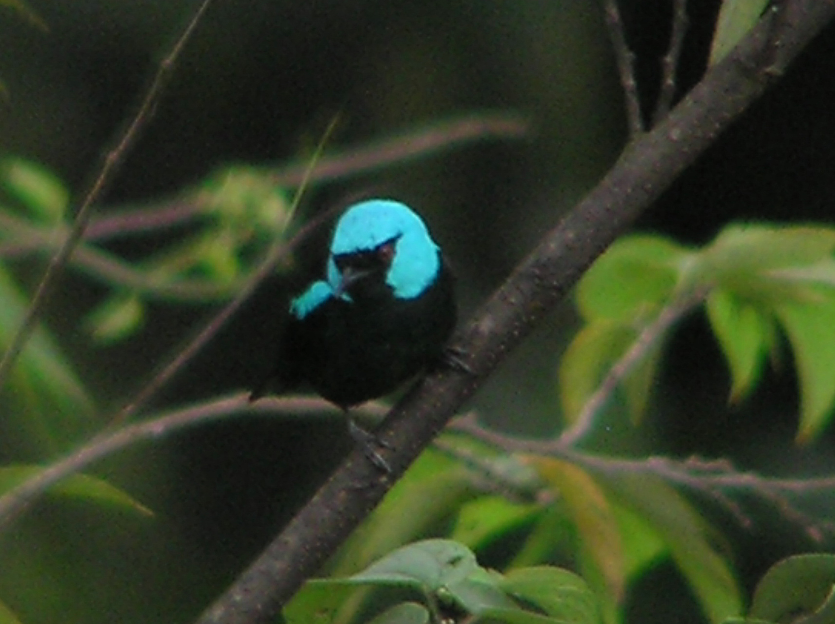Click picture to see more Scarlet-thighed Dacnis photos.