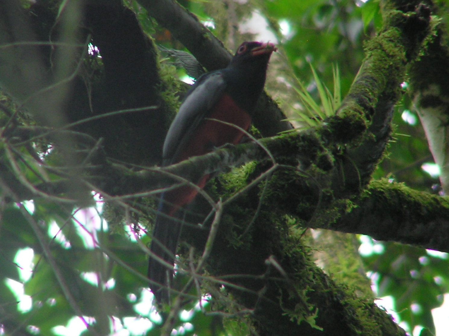 Click picture to see more Slaty-tailed Trogon photos.