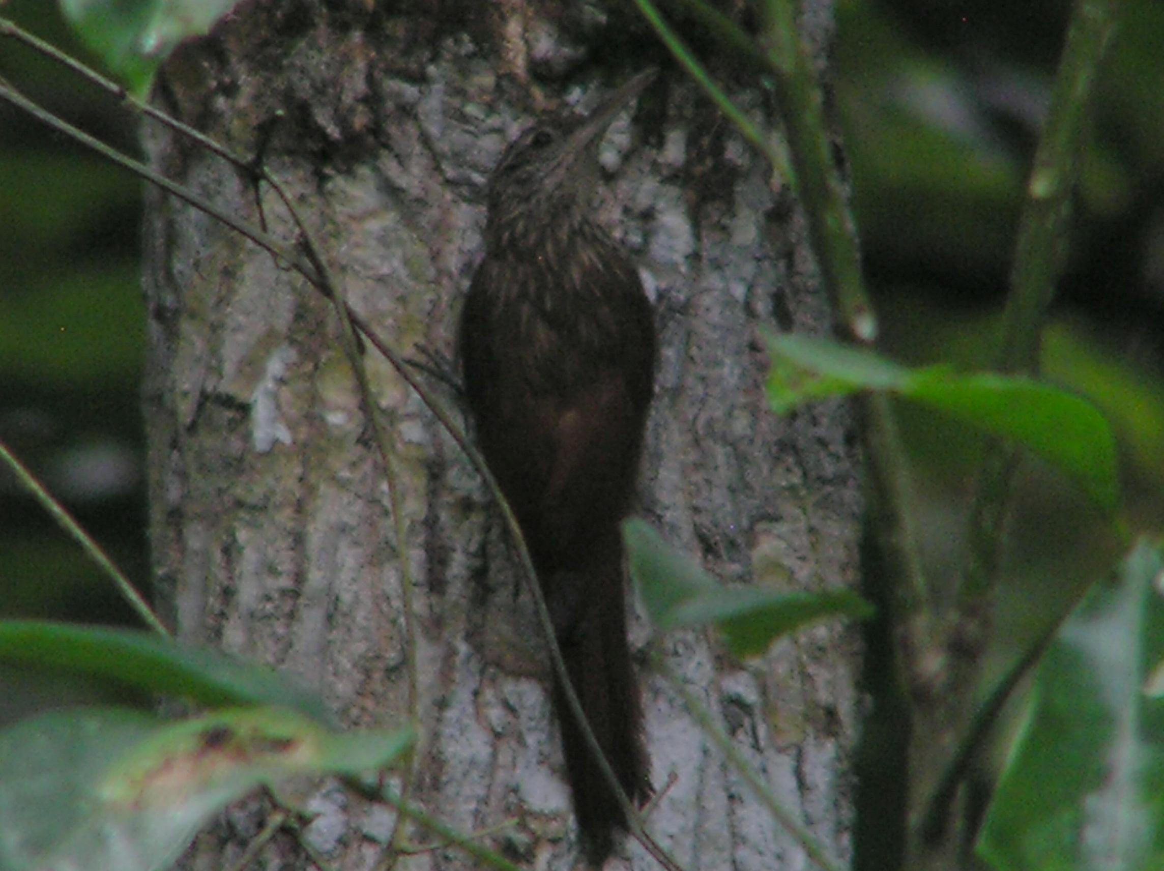 Click picture to see more Streaked-headed Woodcreeper photos.