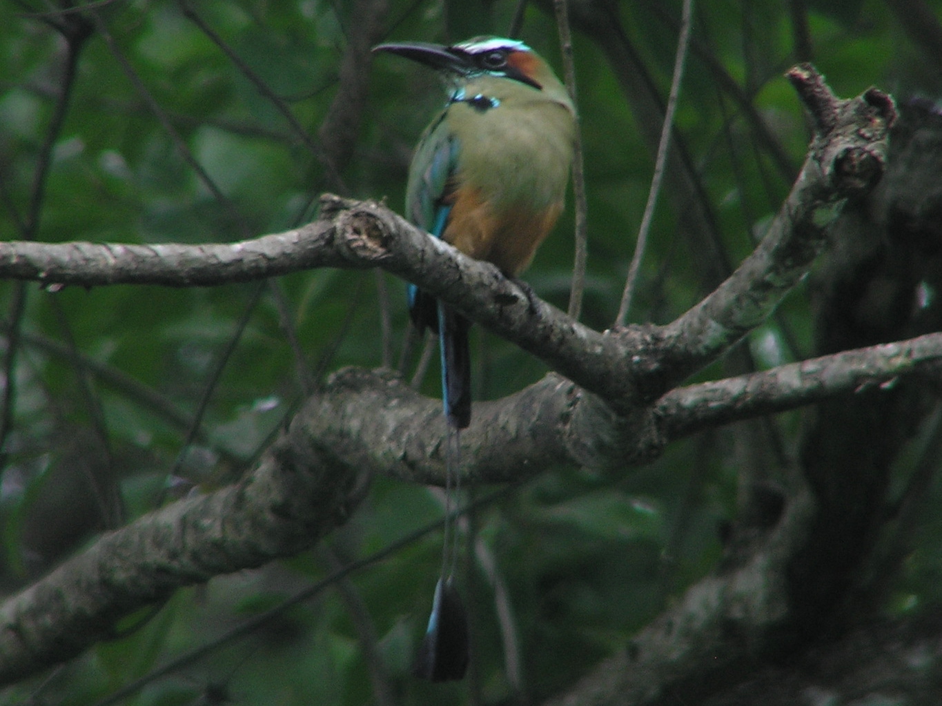 Click picture to see more Turquoise-browed Motmot photos.