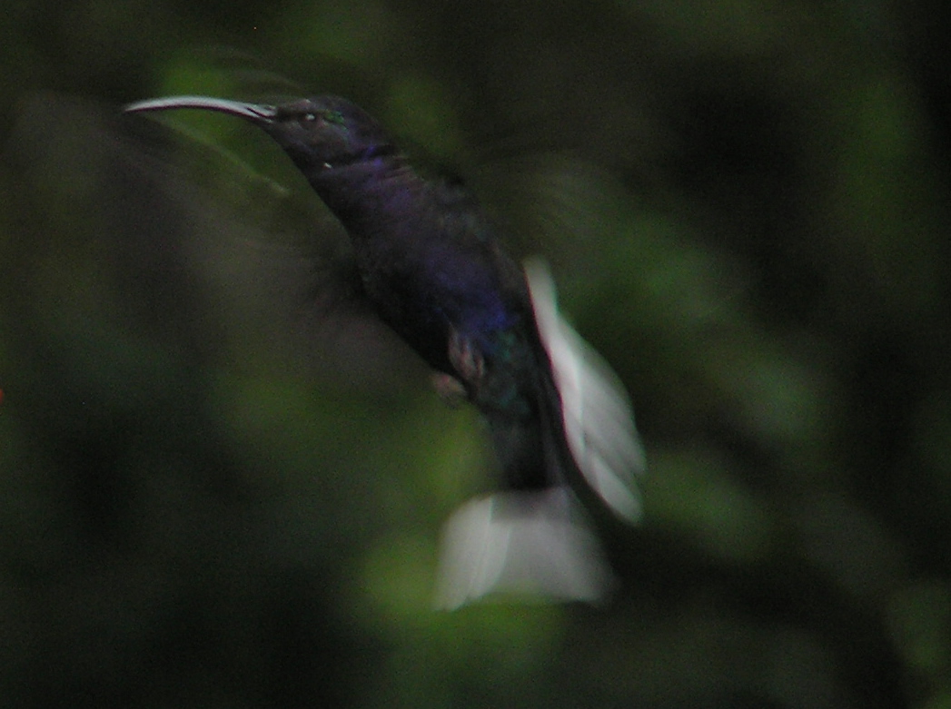Click picture to see more Violet Sabrewing photos.