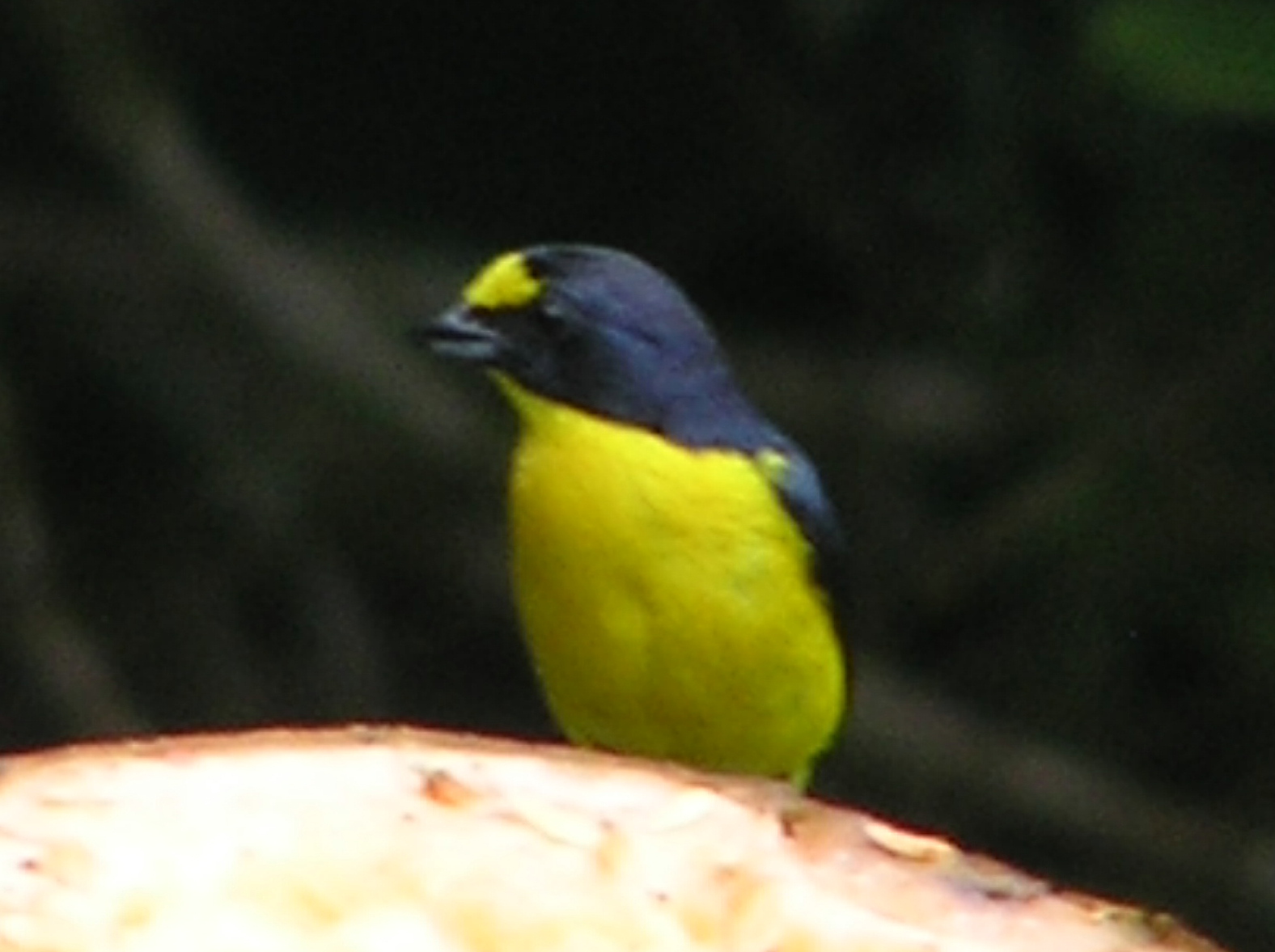 Click picture to see more Yellow-throated Euphonia photos.